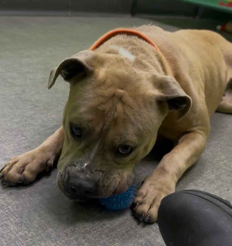 Enlarge Justice, a Adoptable Mixed Breed in Osseo, MI image 5/6