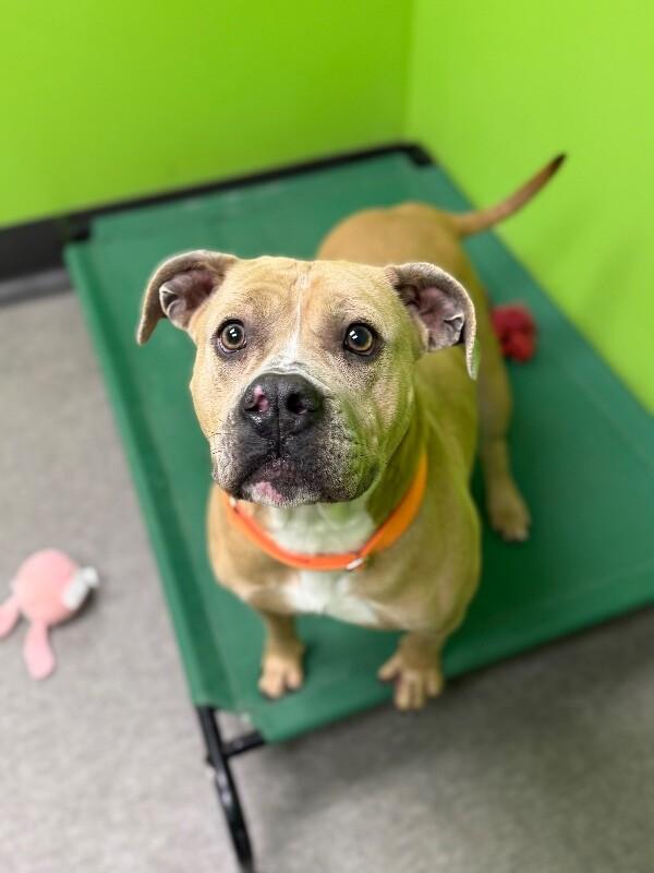 Enlarge Justice, a Adoptable Mixed Breed in Osseo, MI image 6/6