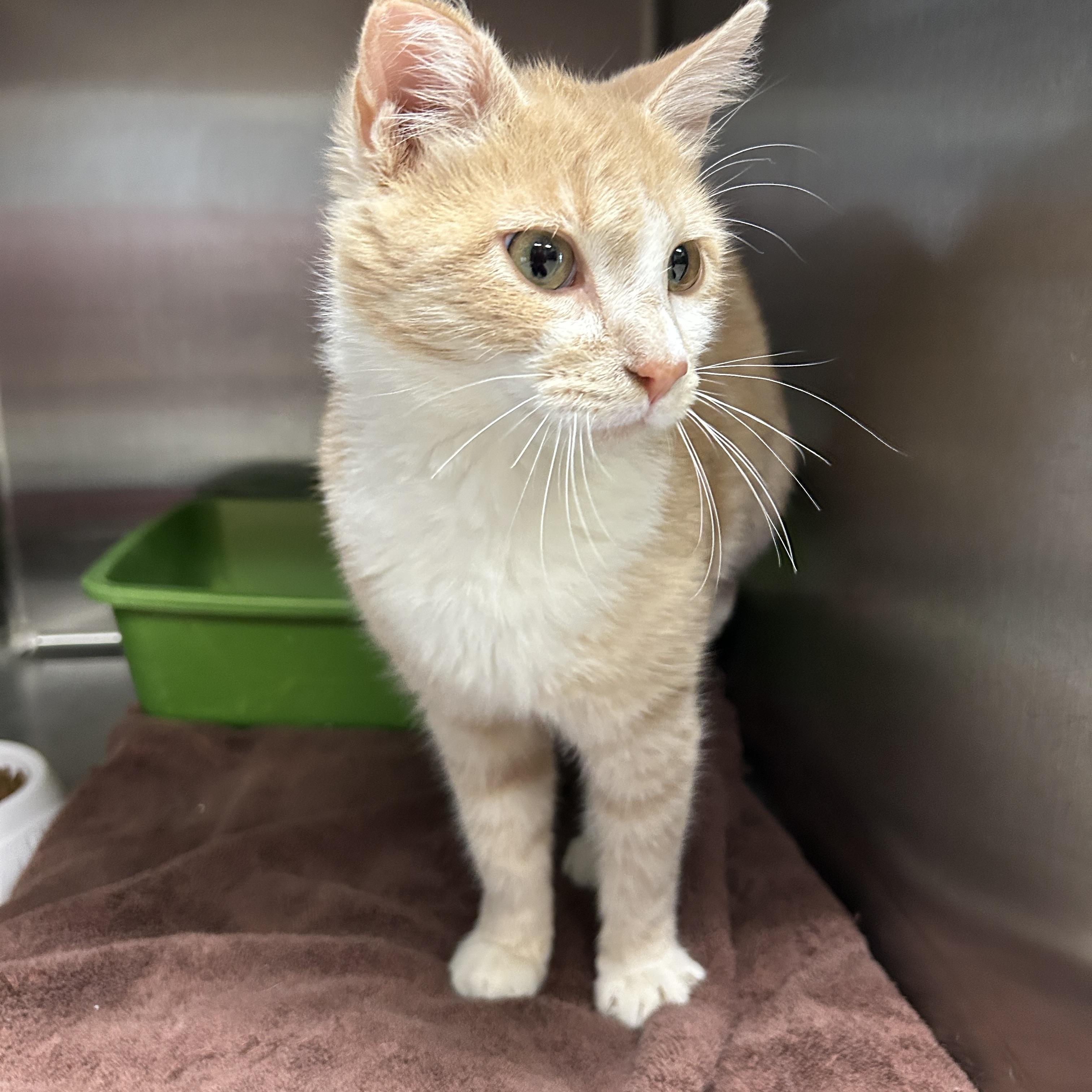 Enlarge Citrine , an adopted Domestic Short Hair in La Grange Park, IL image 2/6