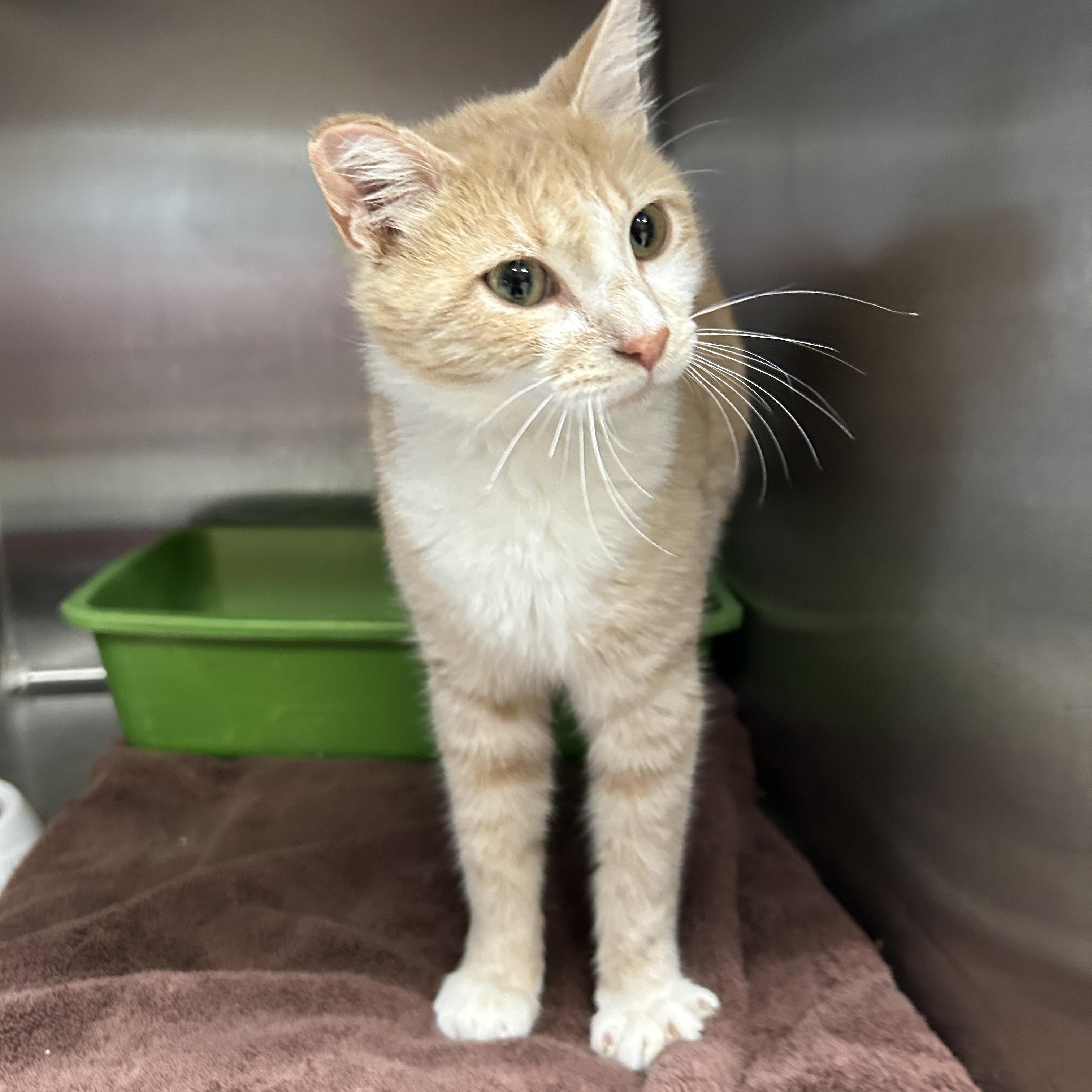 Enlarge Citrine , an adopted Domestic Short Hair in La Grange Park, IL image 4/6