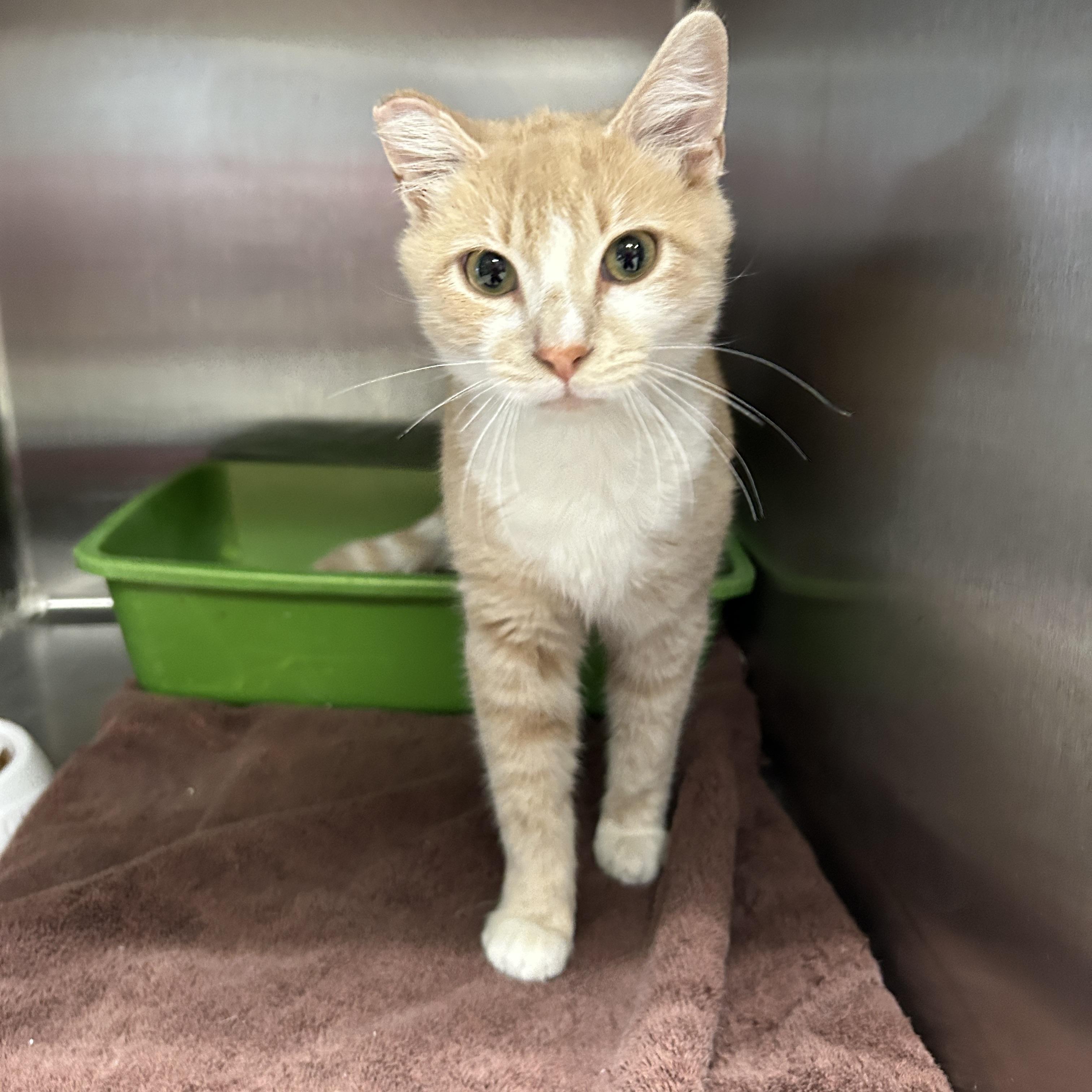 Enlarge Citrine , an adopted Domestic Short Hair in La Grange Park, IL image 6/6