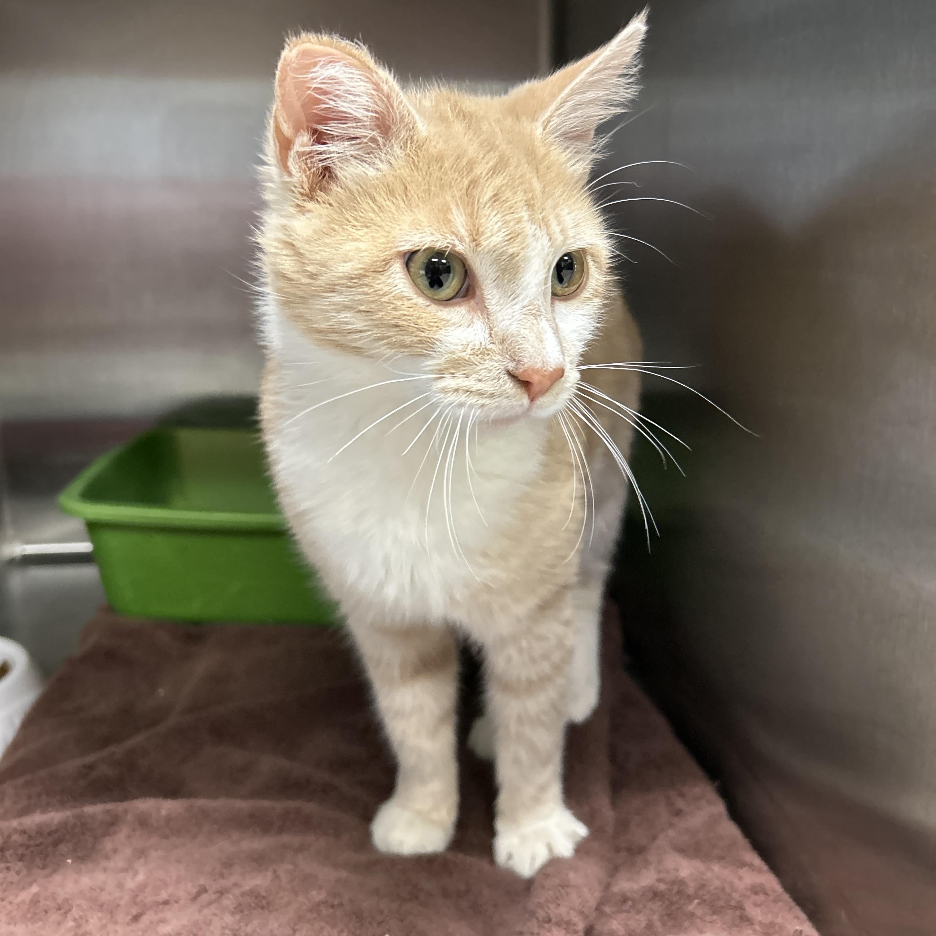 Enlarge Citrine , an adopted Domestic Short Hair in La Grange Park, IL image 3/6