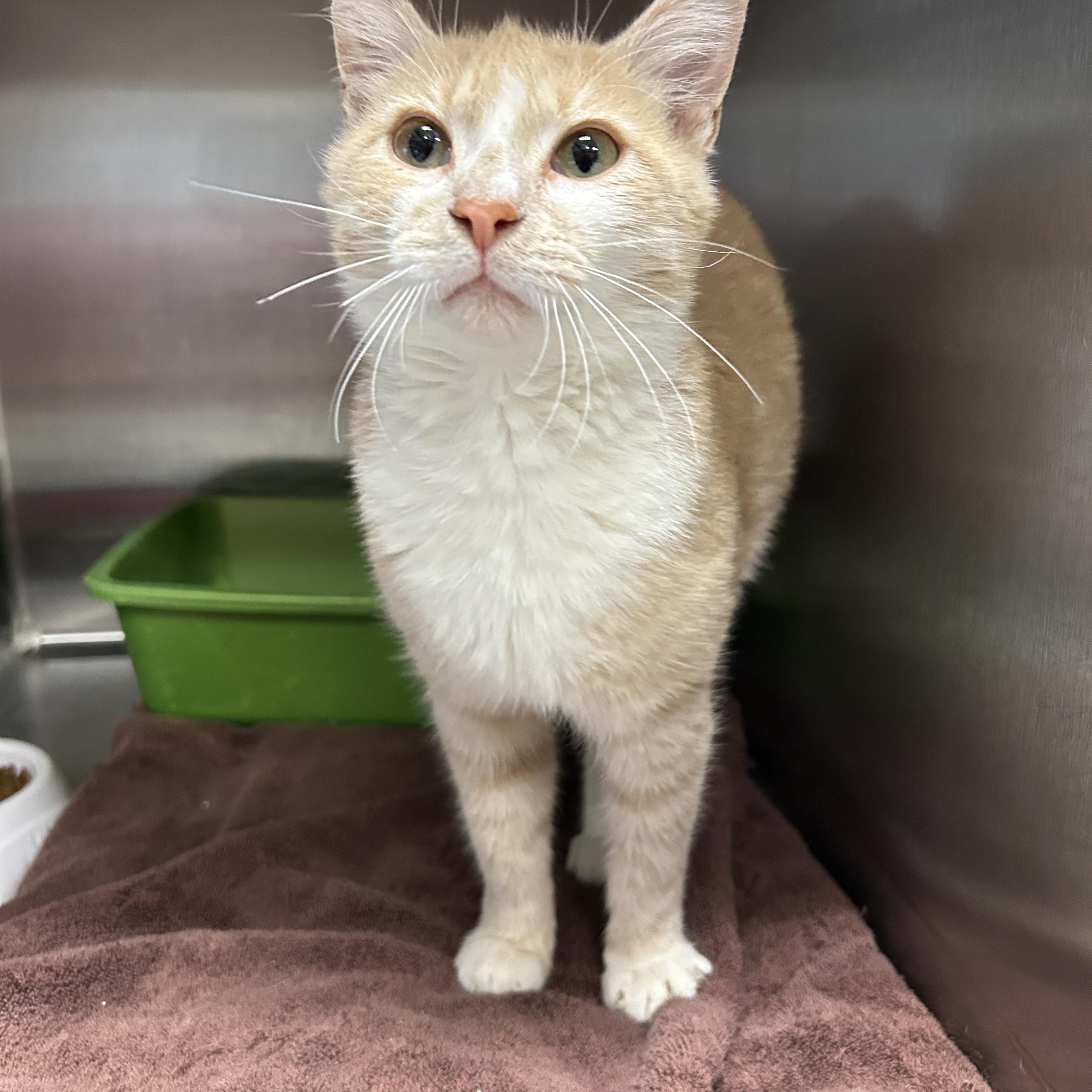 Enlarge Citrine , an adopted Domestic Short Hair in La Grange Park, IL image 5/6