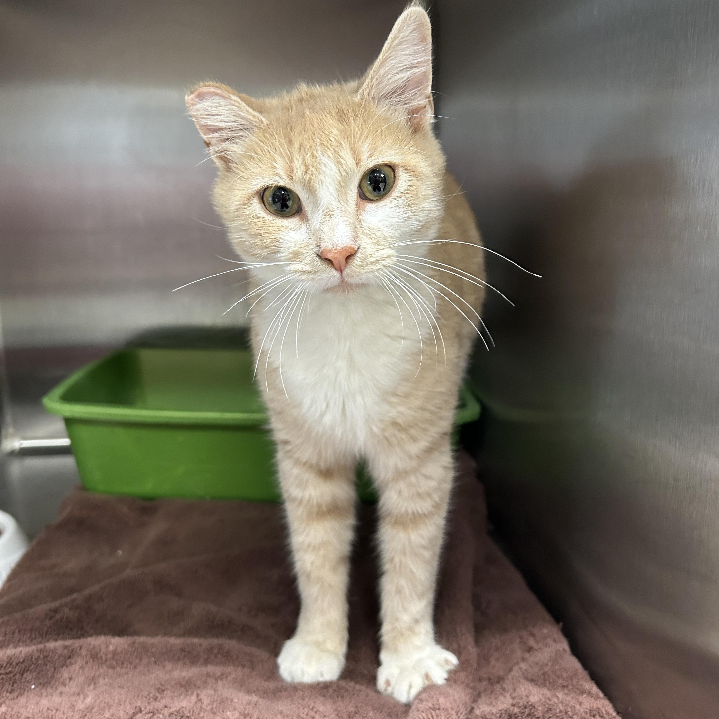 Citrine , adopted, Young Male Domestic Short Hair.