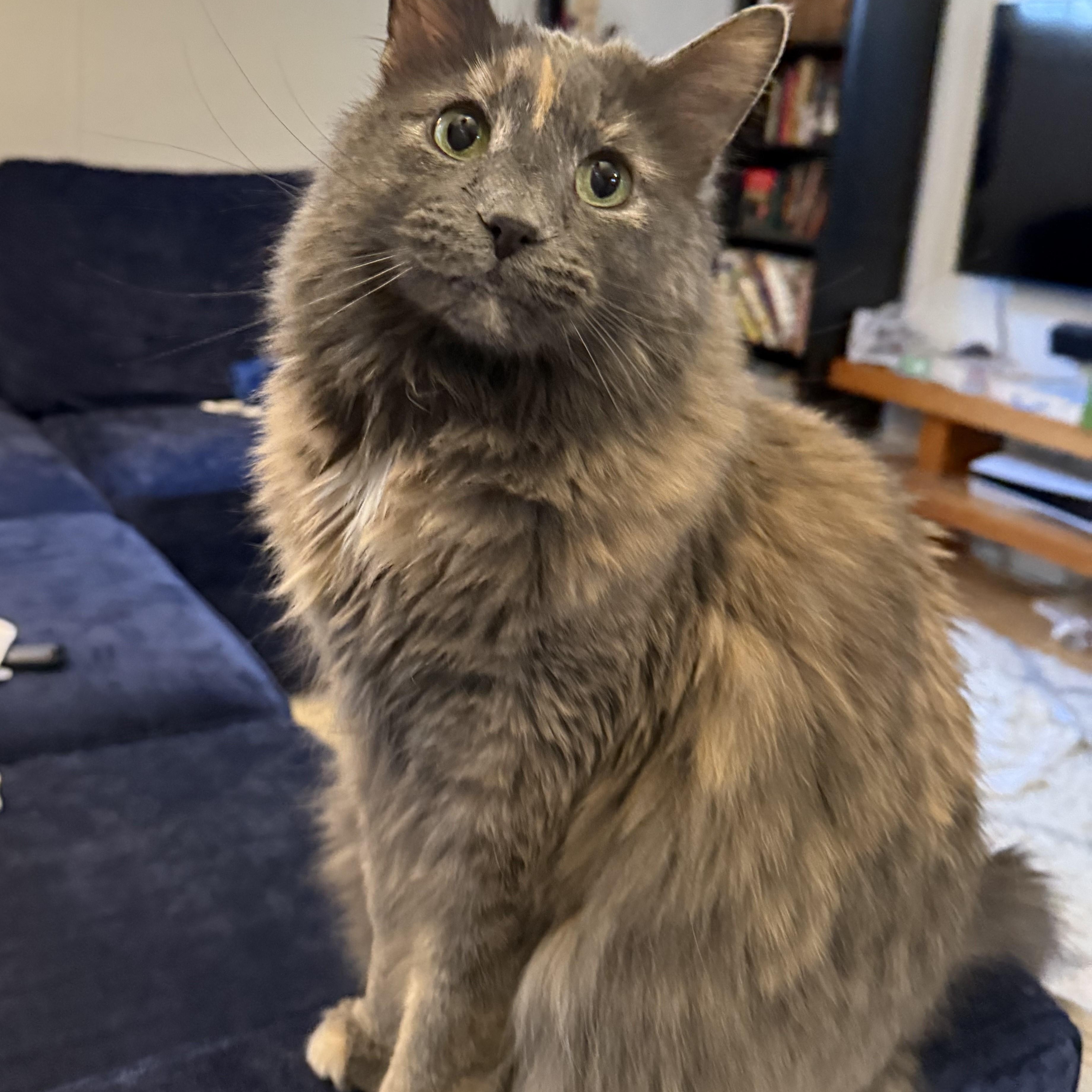 Enlarge VIOLET “HER MAJESTY” - GORGEOUS LOVEABLE DILUTE TORTIE TURKISH ANGORA GIRL, a Adopted mixed breed in Spring Green, WI image 3/5