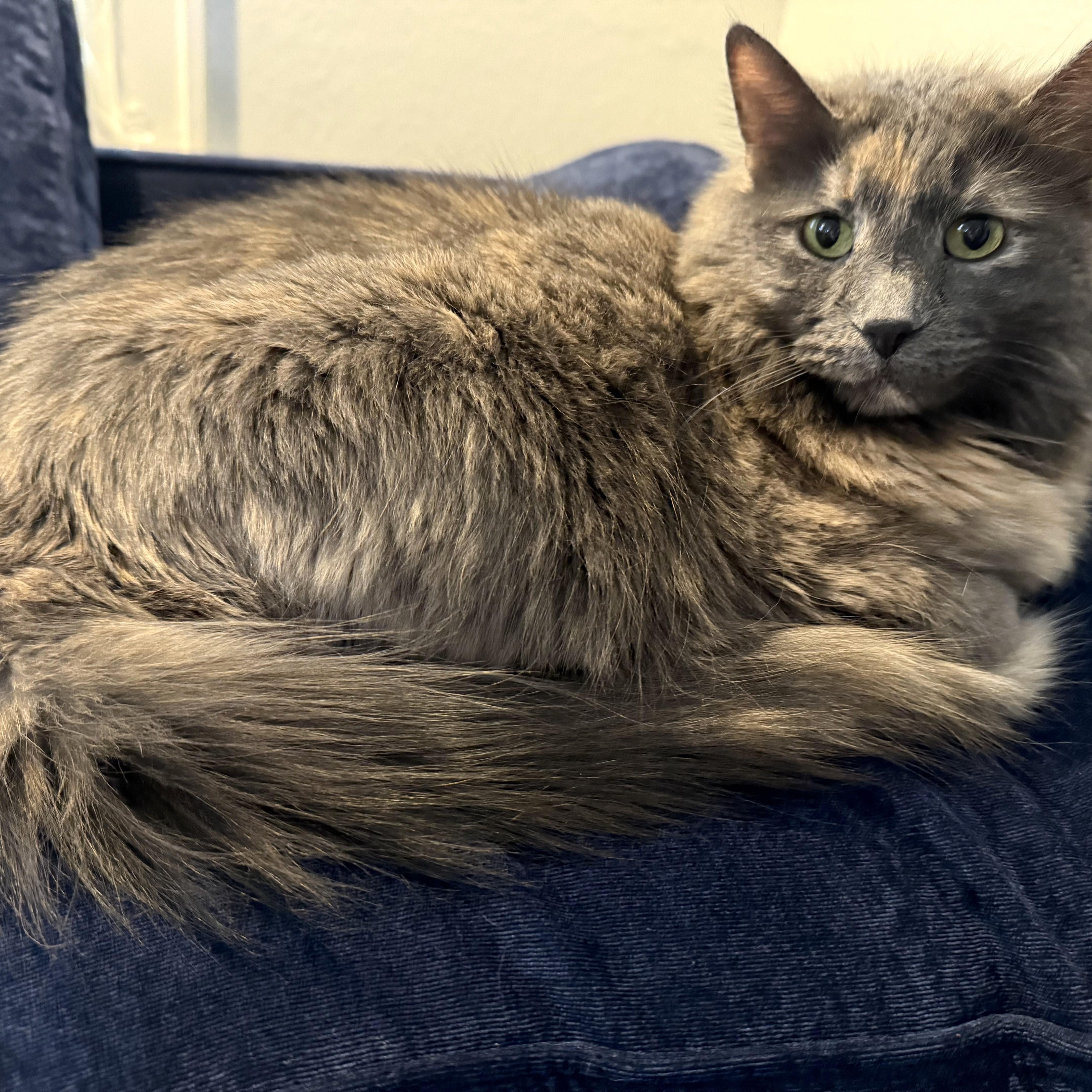 Enlarge VIOLET “HER MAJESTY” - GORGEOUS LOVEABLE DILUTE TORTIE TURKISH ANGORA GIRL, a Adopted mixed breed in Spring Green, WI image 4/5