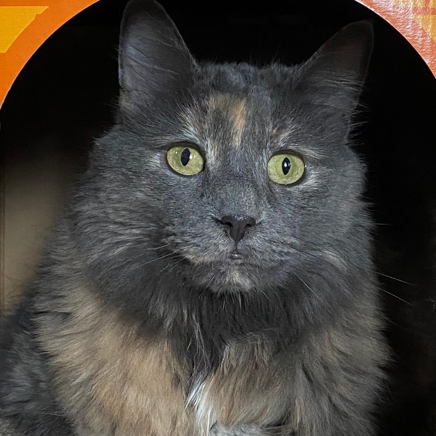 Enlarge VIOLET “HER MAJESTY” - GORGEOUS LOVEABLE DILUTE TORTIE TURKISH ANGORA GIRL, a Adopted mixed breed in Spring Green, WI image 1/5