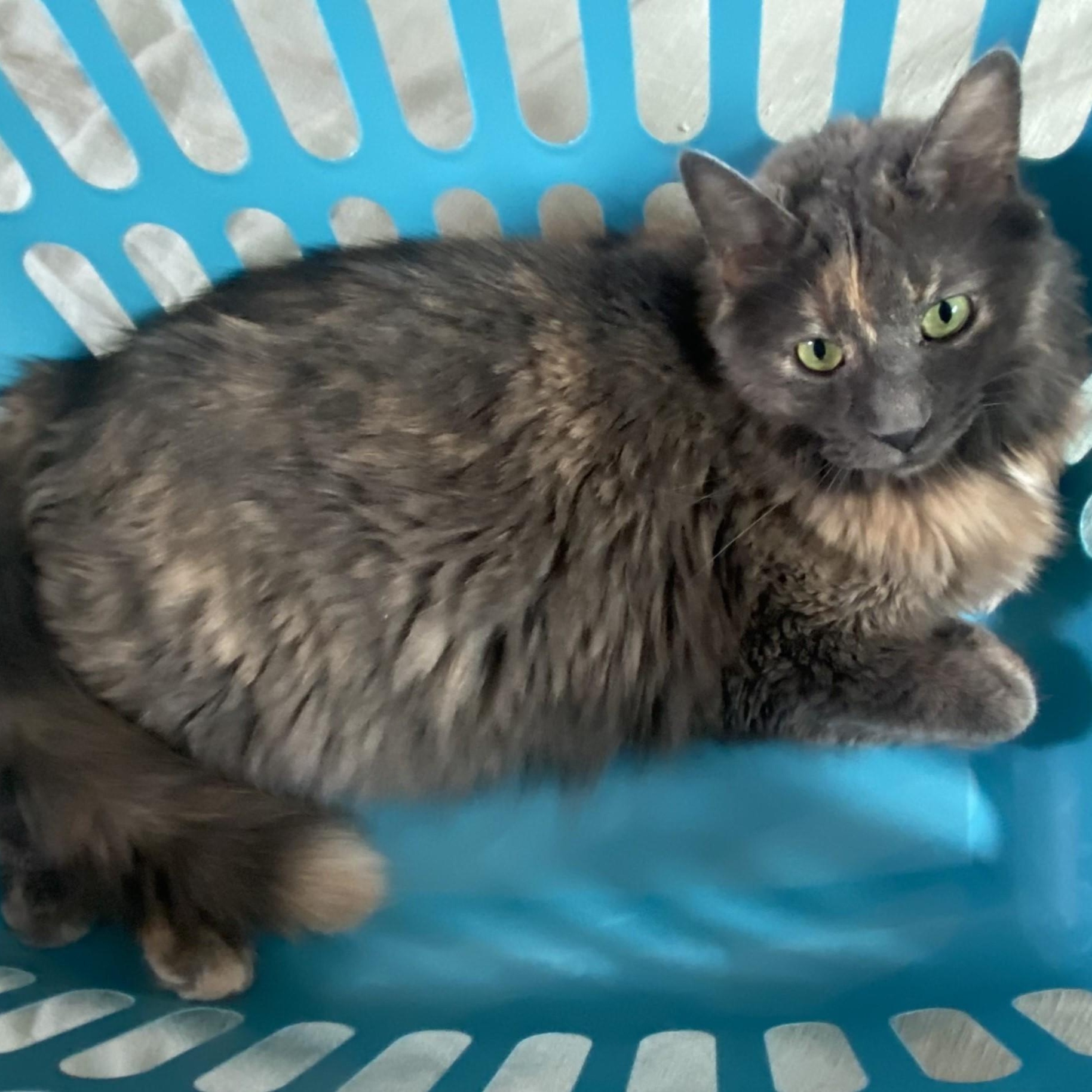 Enlarge VIOLET “HER MAJESTY” - GORGEOUS LOVEABLE DILUTE TORTIE TURKISH ANGORA GIRL, a Adopted mixed breed in Spring Green, WI image 5/5