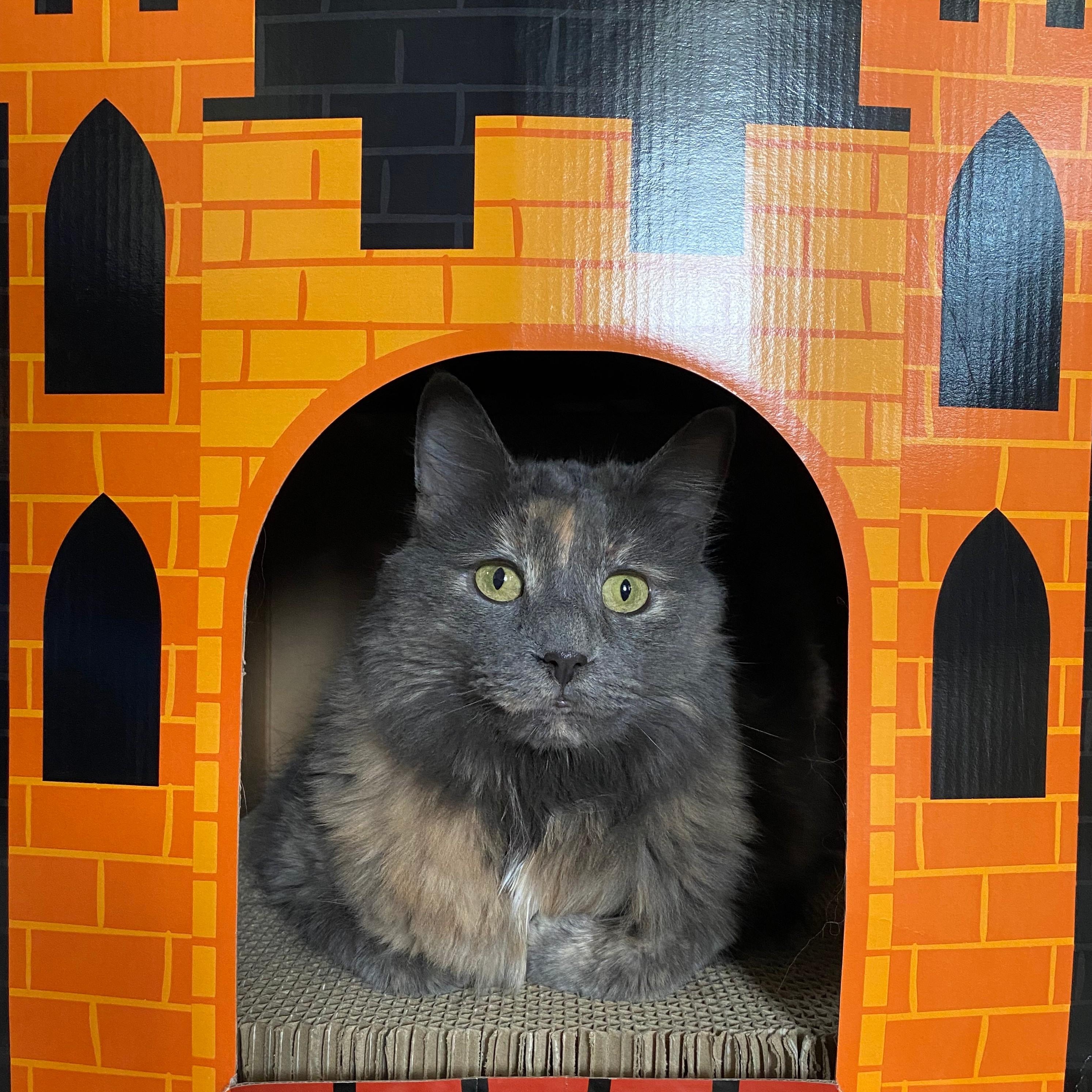 Enlarge VIOLET “HER MAJESTY” - GORGEOUS LOVEABLE DILUTE TORTIE TURKISH ANGORA GIRL, a Adopted mixed breed in Spring Green, WI image 2/5