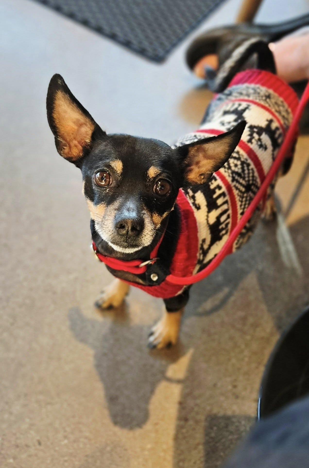 Tiny Tim, a ADOPTABLE mixed breed in Phoenix, AZ image 1/3