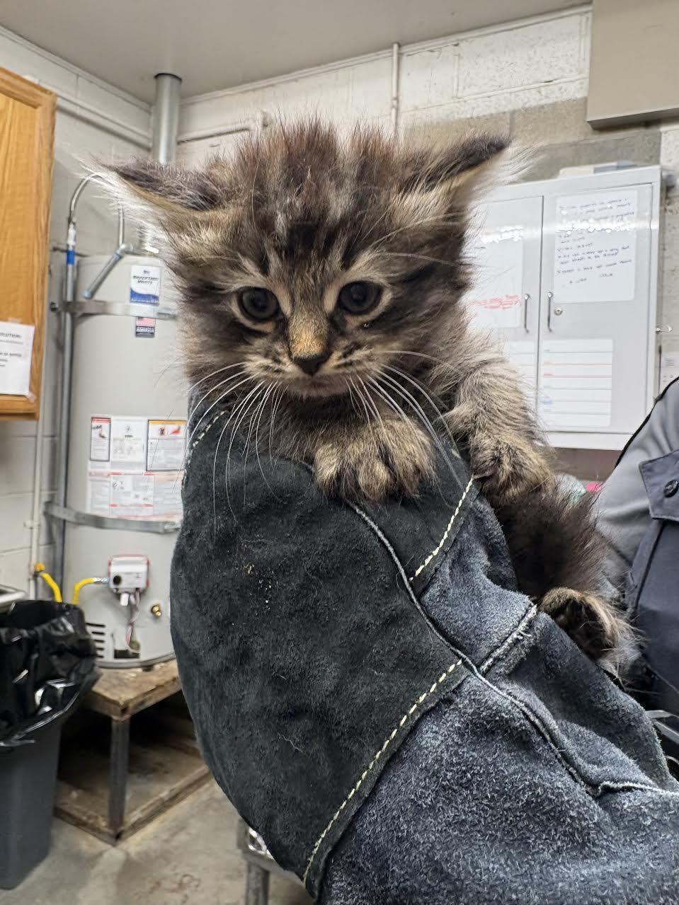 Charlie, ADOPTABLE, Young Female Domestic Long Hair.