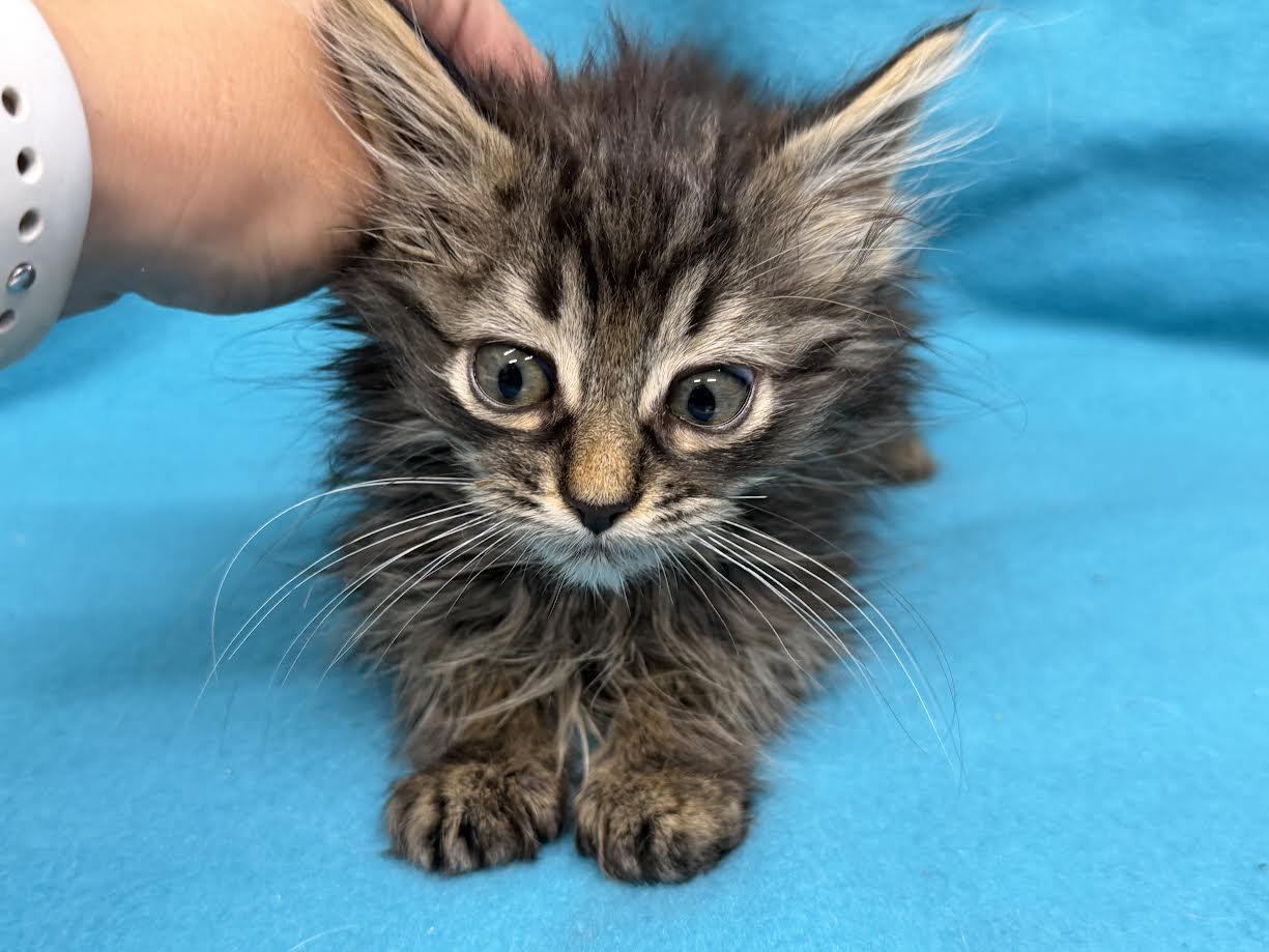 Enlarge Charlie, a ADOPTABLE Domestic Long Hair in Oakdale, CA image 1/1