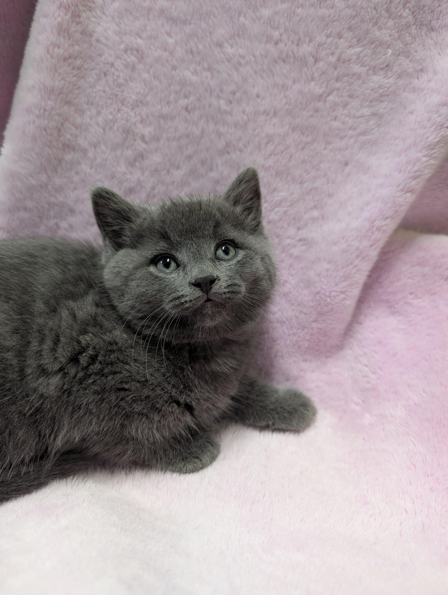 Enlarge JAPANESE MAPLE, a Adoptable Domestic Short Hair in Tillsonburg, ON image 3/3