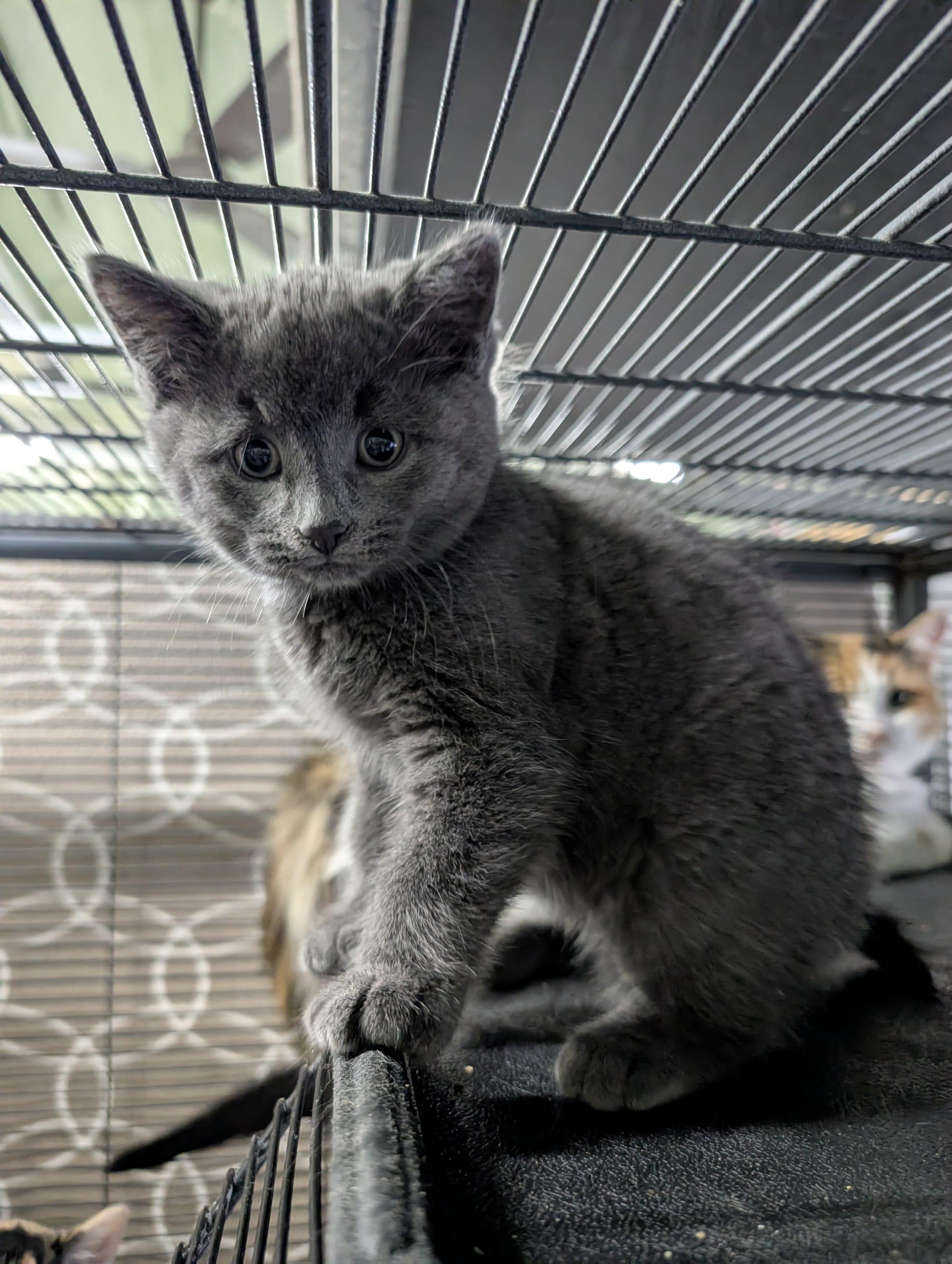 Enlarge JAPANESE MAPLE, an adopted Domestic Short Hair in Tillsonburg, ON image 4/4