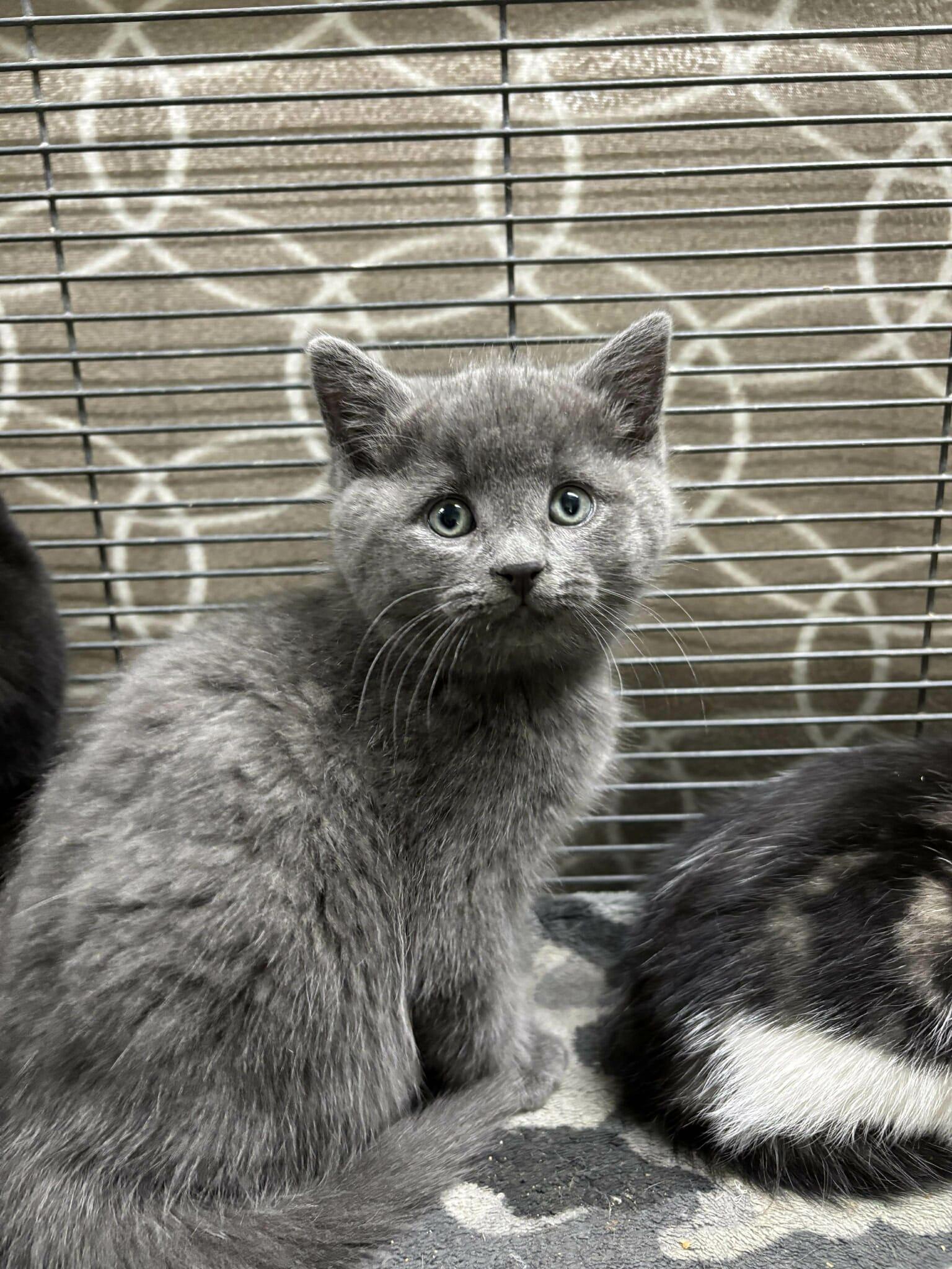 Enlarge JAPANESE MAPLE, a Adoptable Domestic Short Hair in Tillsonburg, ON image 1/3