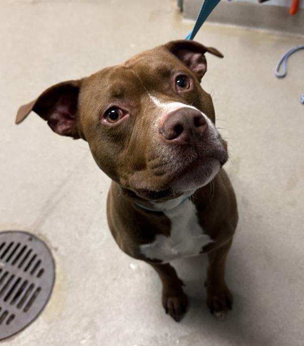 Enlarge Hazelnoot, a Adoptable mixed breed in Millersville, MD image 1/4