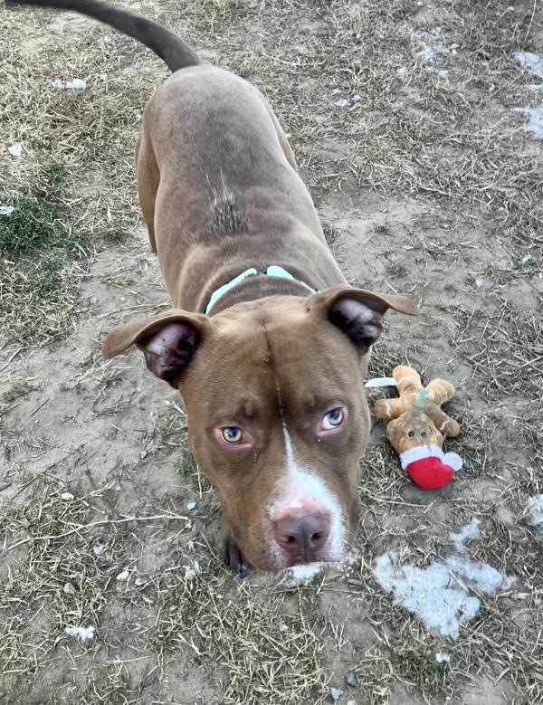 Enlarge Hazelnoot, a Adoptable mixed breed in Millersville, MD image 2/4