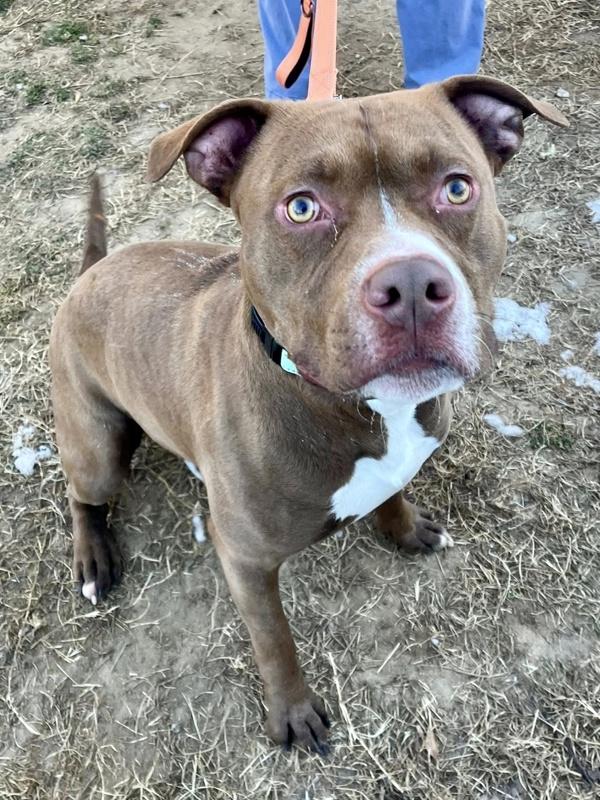 Enlarge Hazelnoot, a Adoptable mixed breed in Millersville, MD image 3/4