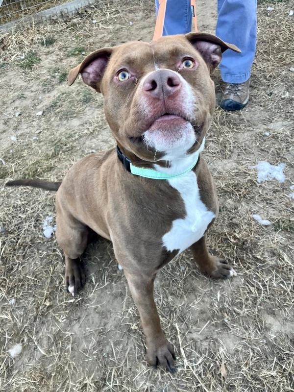 Enlarge Hazelnoot, a Adoptable mixed breed in Millersville, MD image 4/4