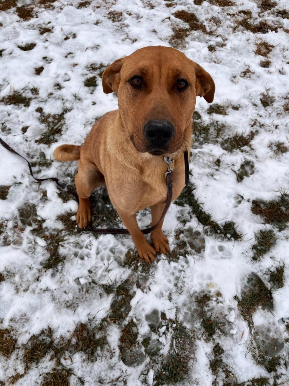 Pepper, ADOPTABLE, Adult Female Mixed Breed.