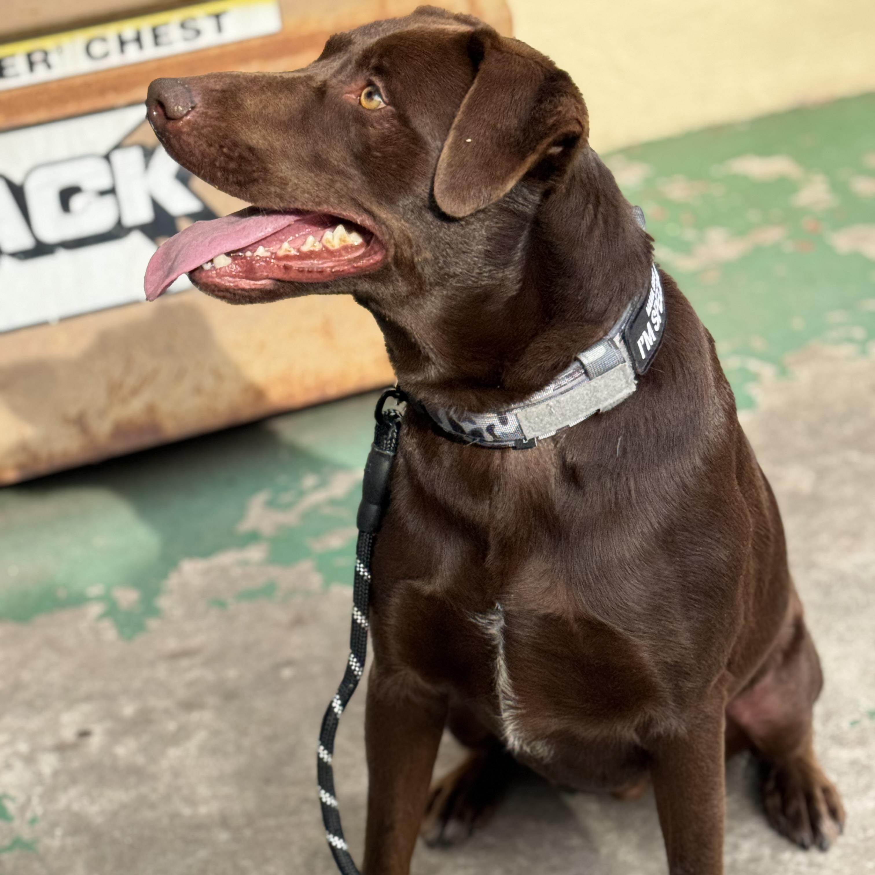 Scooby, adopted, Young Male Labrador Retriever.