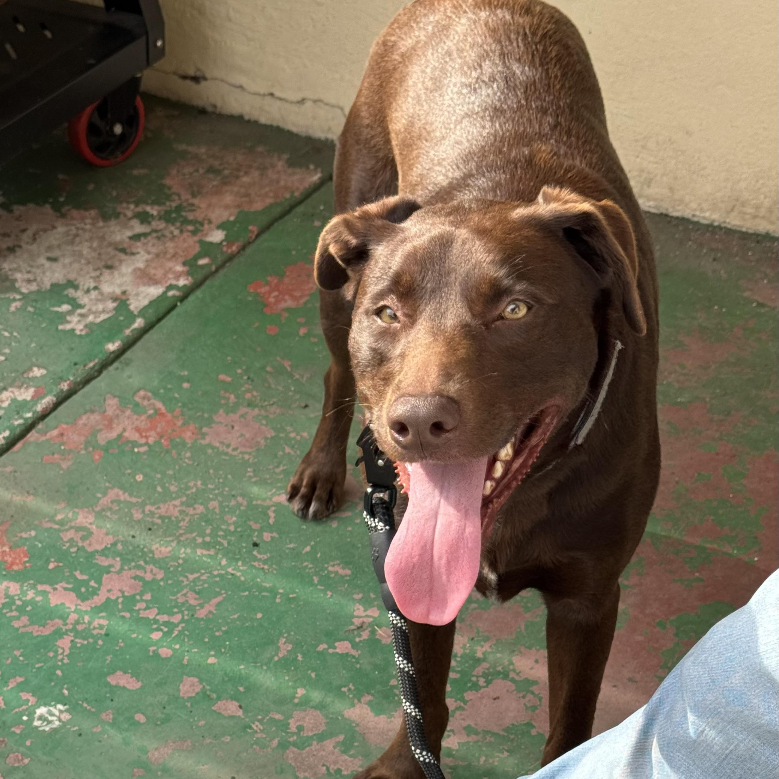 Scooby, an adopted mixed breed in San Francisco, CA image 2/3