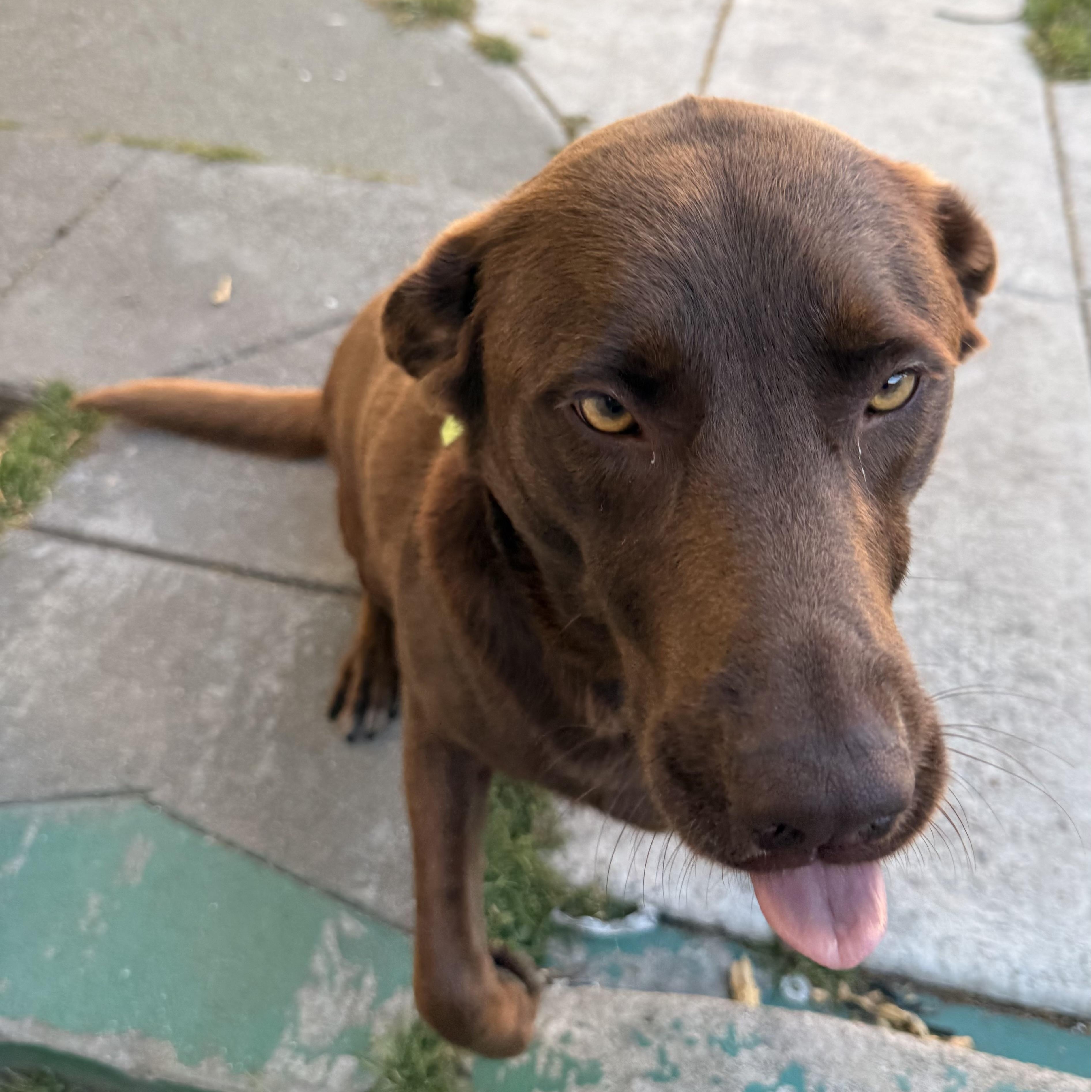 Scooby, an adopted mixed breed in San Francisco, CA image 3/3
