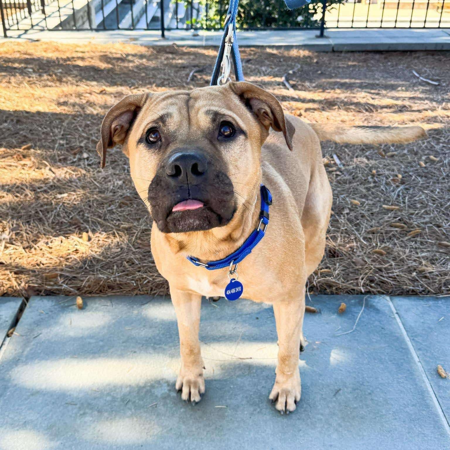 Enlarge Roman, a Adoptable mixed breed in Roswell, GA image 3/3