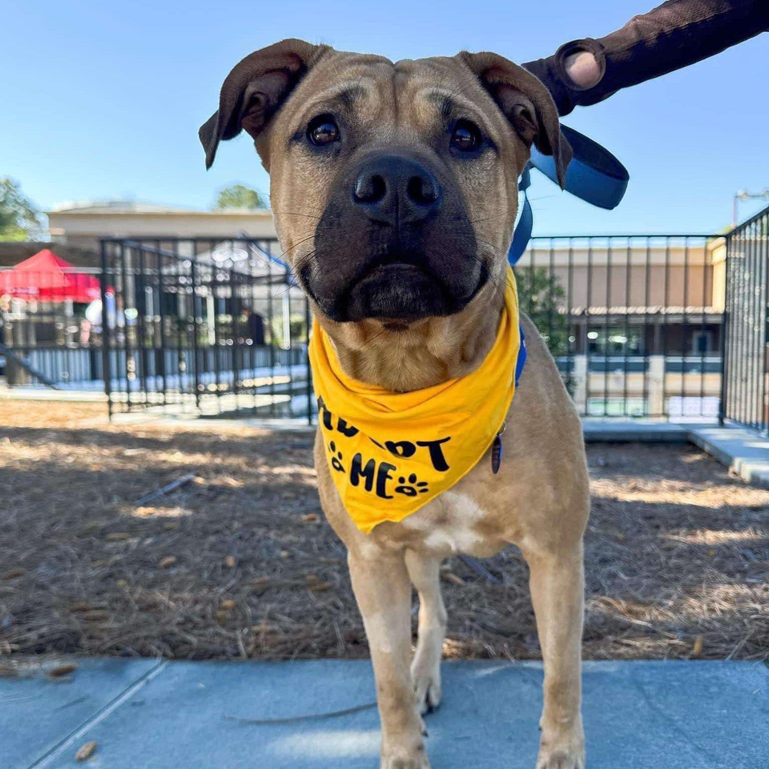 Enlarge Roman, a Adoptable mixed breed in Roswell, GA image 2/3