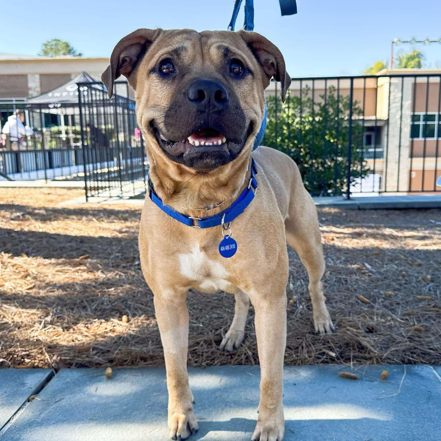Roman, Adoptable, Adult Male Black Mouth Cur & Shepherd.