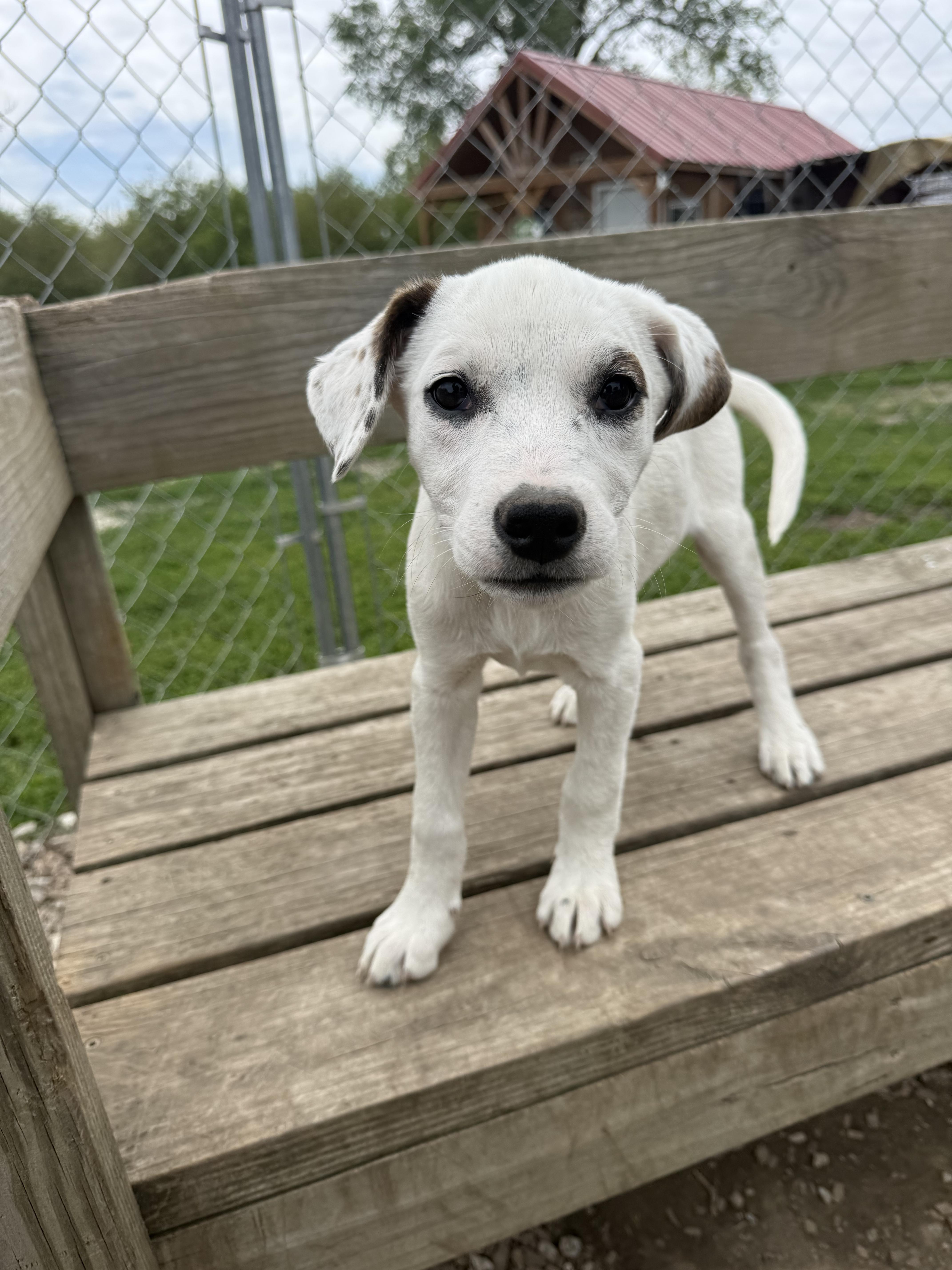 Snow White, a Adoptable mixed breed in Murray, NE image 3/4