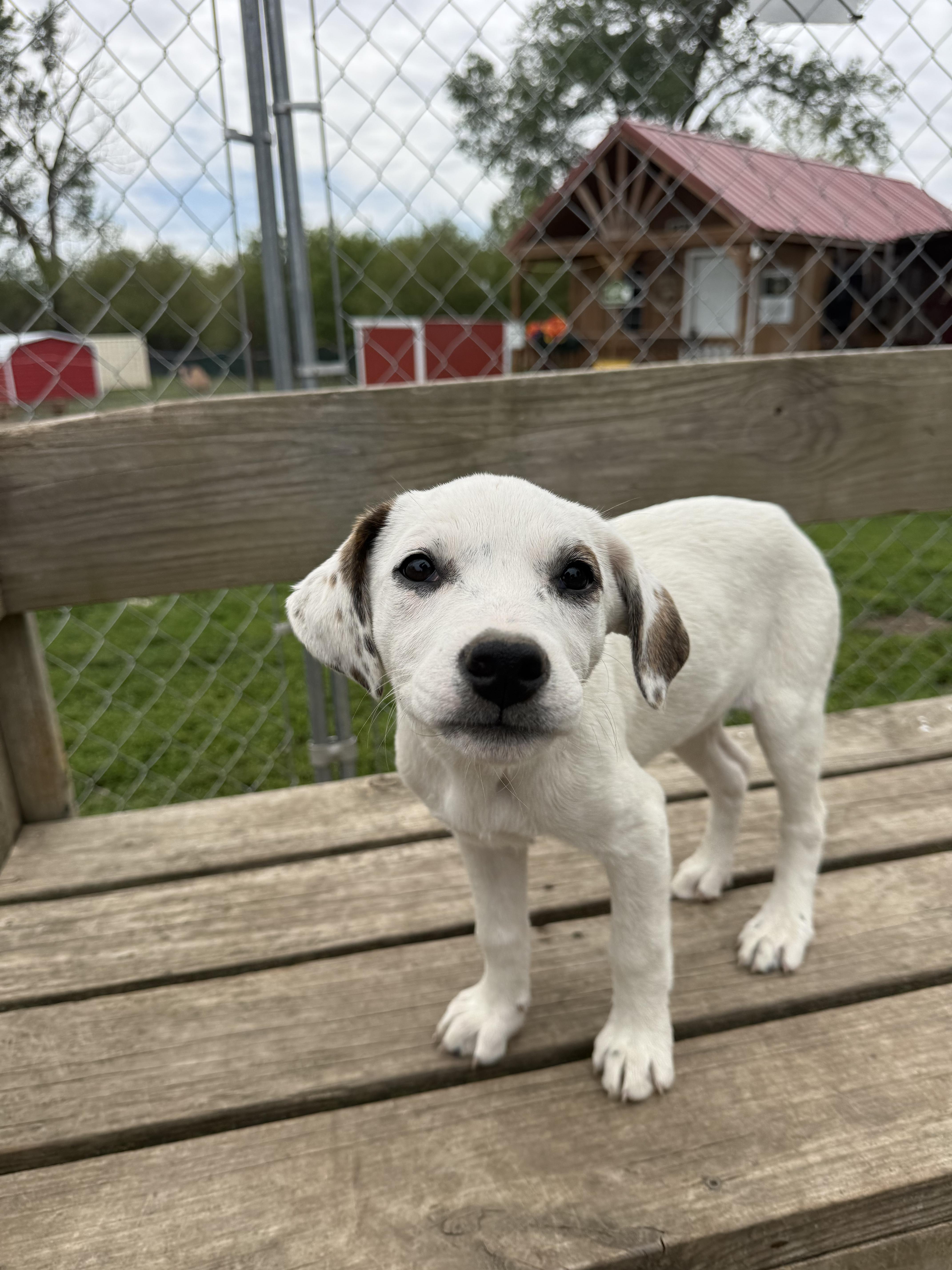 Snow White, a Adoptable mixed breed in Murray, NE image 2/4