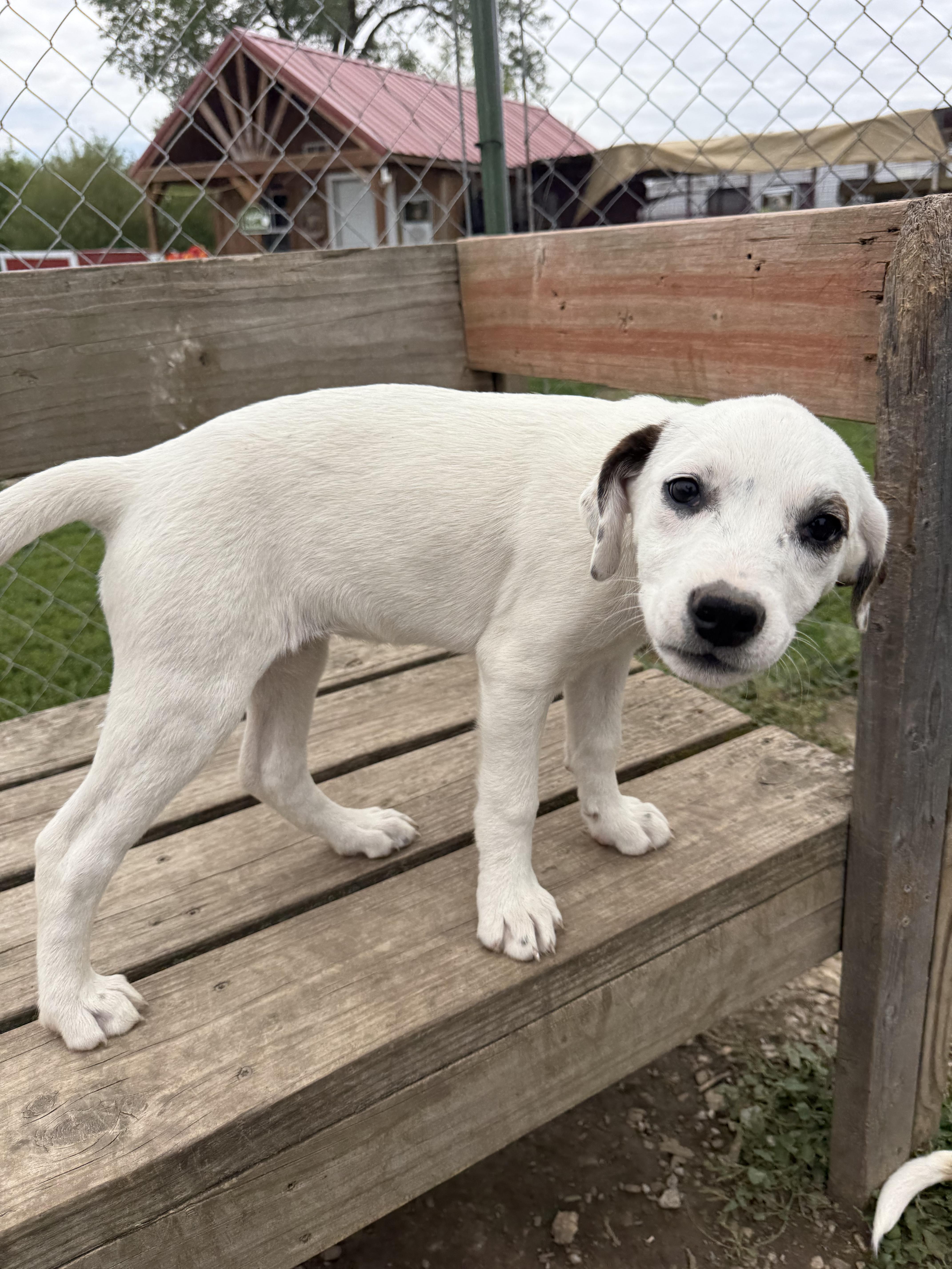 Snow White, a Adoptable mixed breed in Murray, NE image 4/4