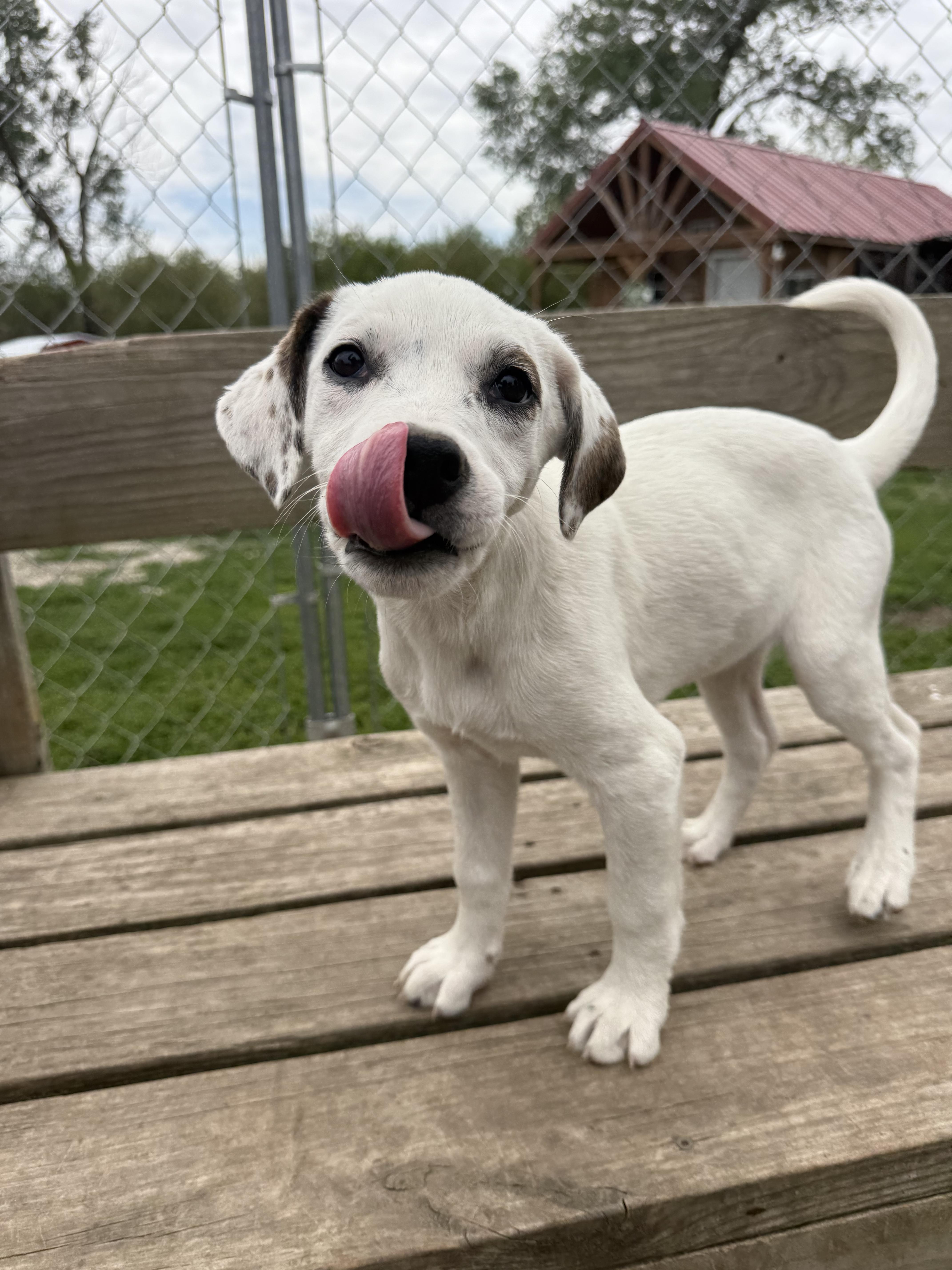Snow White, Adoptable, Young Female Bull Terrier & German Shepherd Dog.