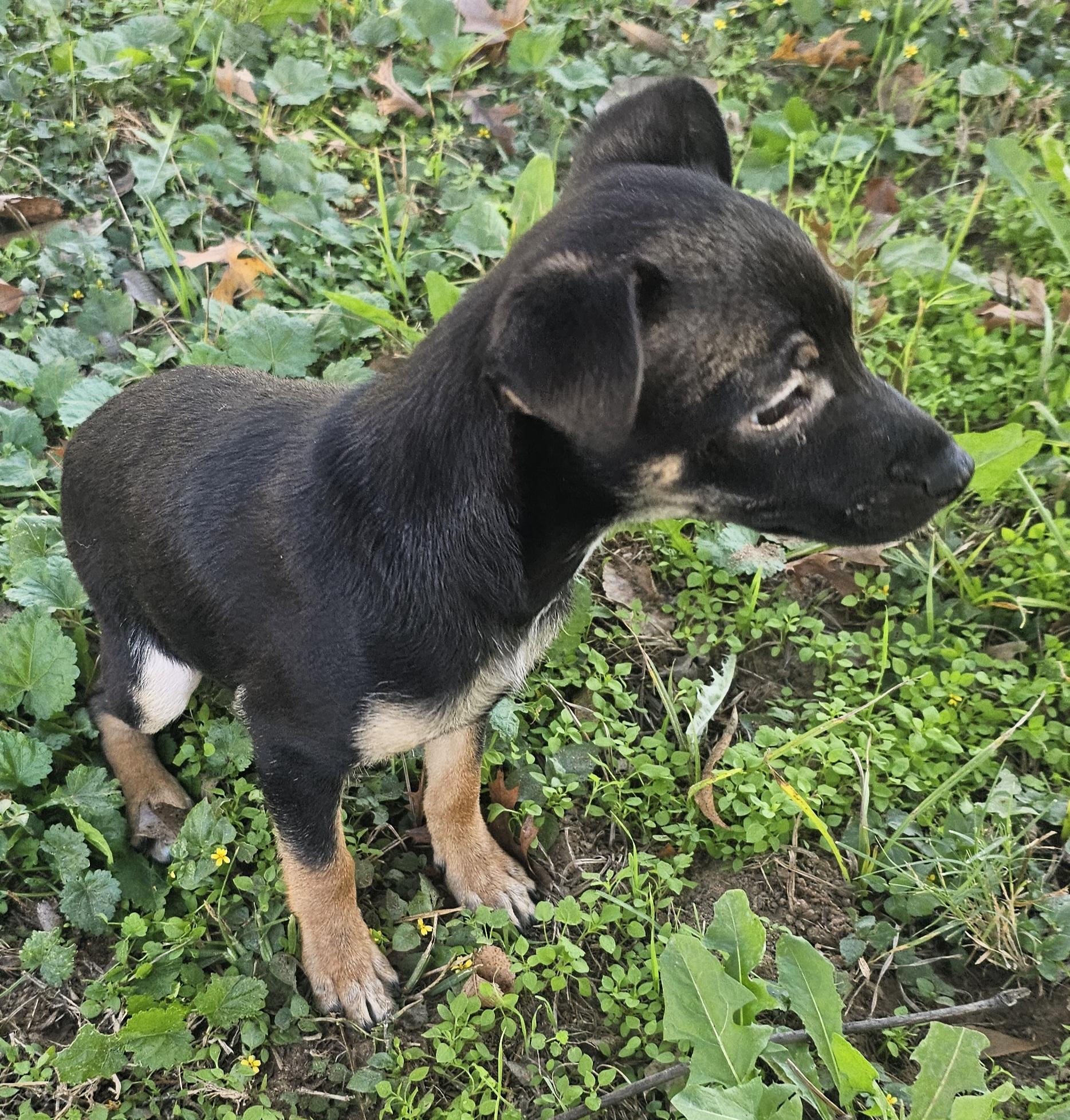 Enlarge Louie, a Adoptable Chihuahua in Dallas, TX image 2/6
