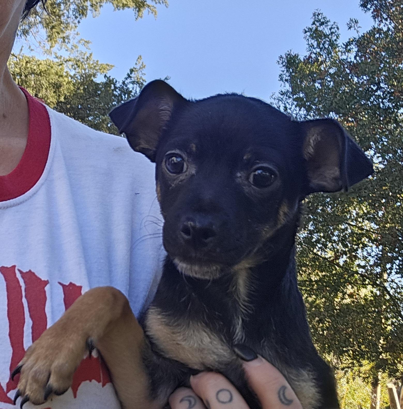 Enlarge Louie, a Adoptable Chihuahua in Dallas, TX image 3/6