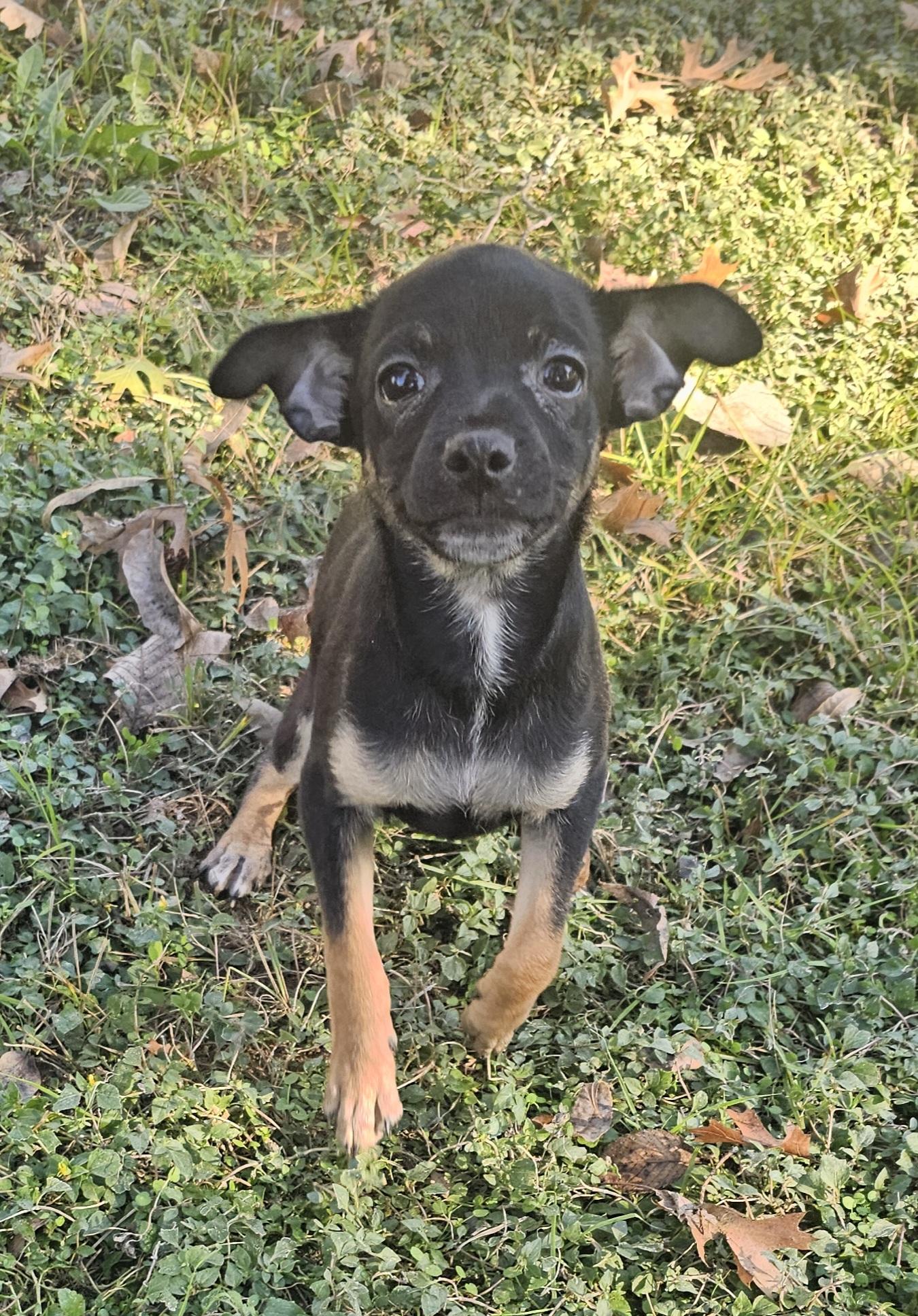 Enlarge Louie, a Adoptable Chihuahua in Dallas, TX image 4/6