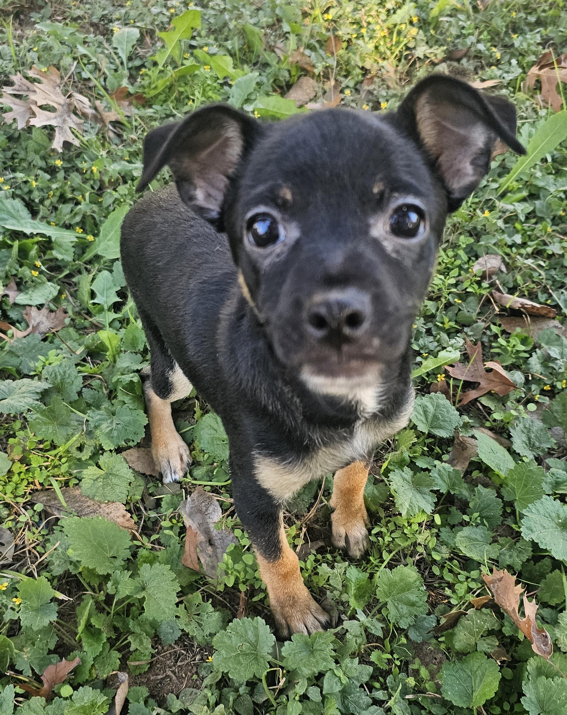 Louie, Adoptable, Puppy Male Chihuahua.