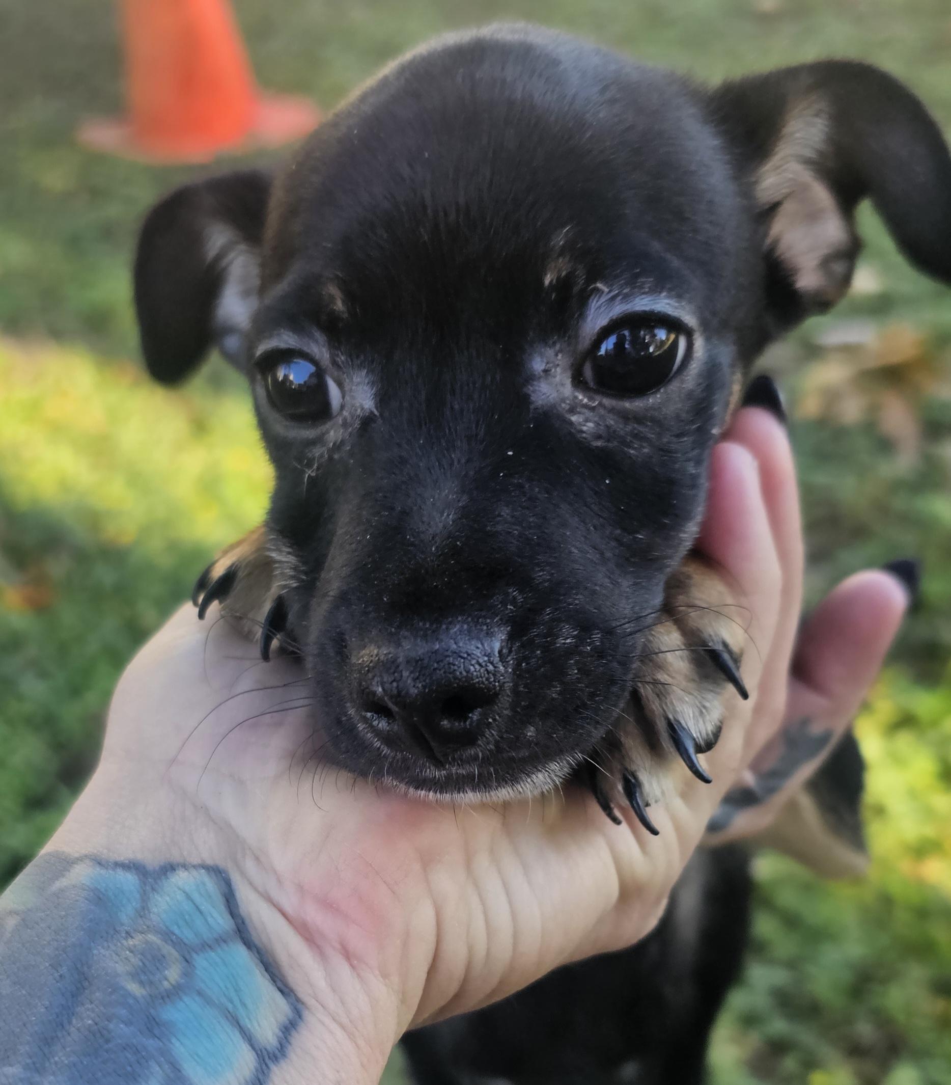 Enlarge Louie, a Adoptable Chihuahua in Dallas, TX image 5/6