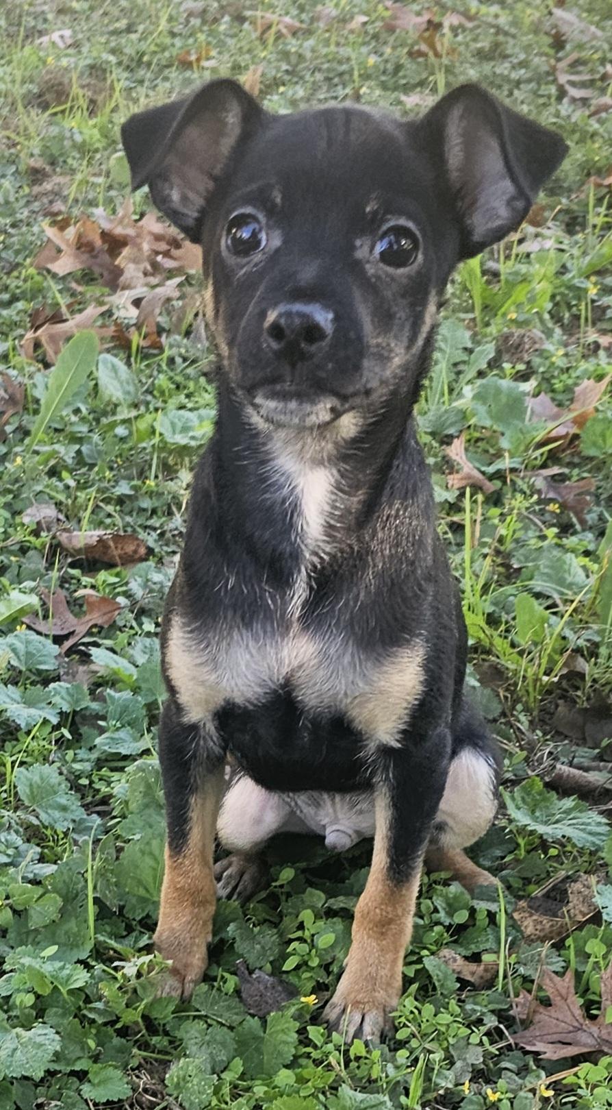 Enlarge Louie, a Adoptable Chihuahua in Dallas, TX image 6/6