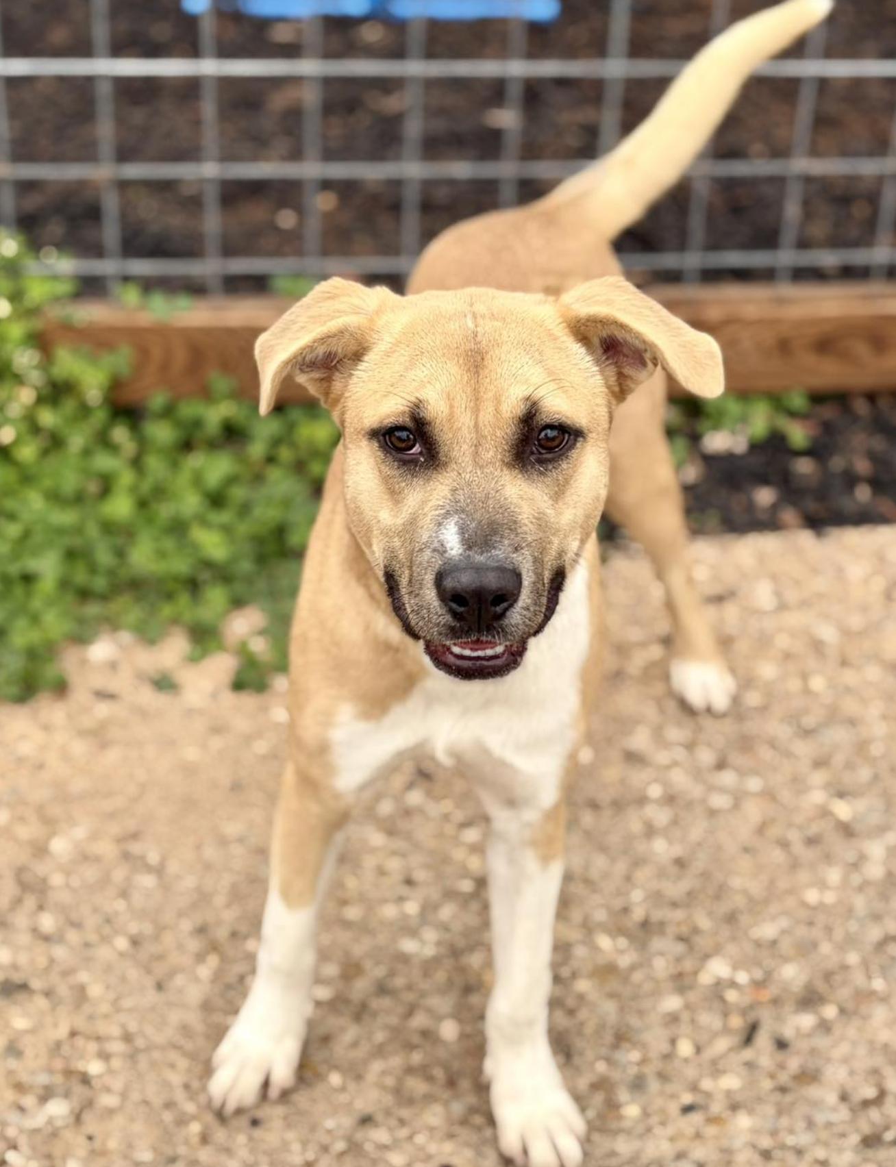 Amy Winehouse, a ADOPTABLE mixed breed in Boston, MA image 2/5