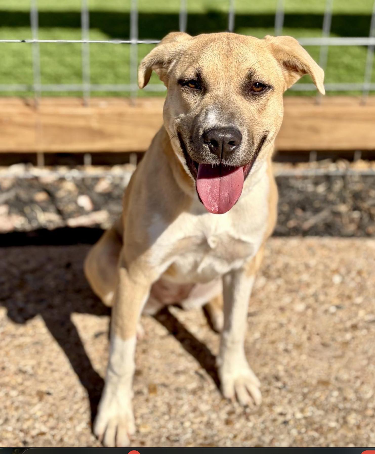 Amy Winehouse, a ADOPTABLE mixed breed in Boston, MA image 4/5