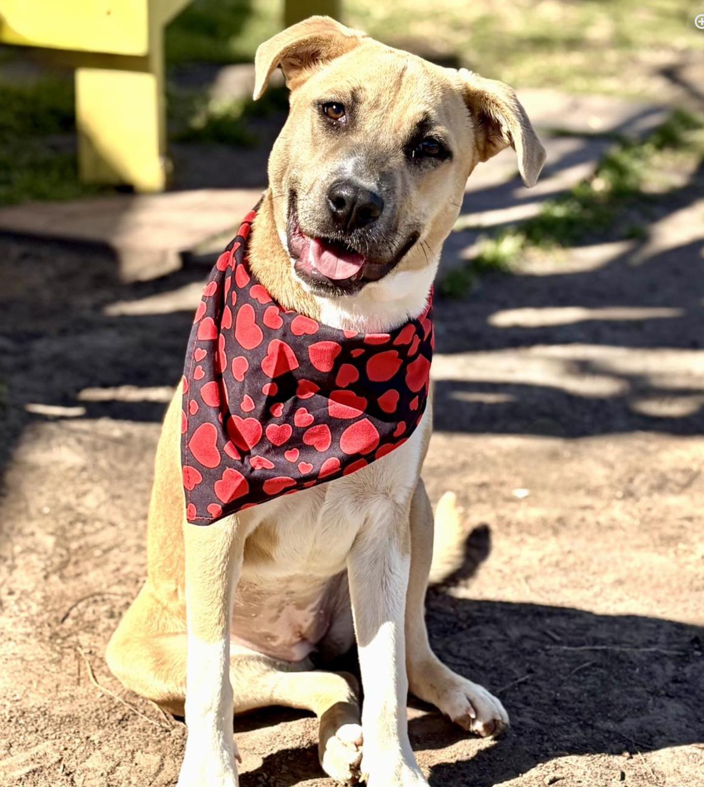 Amy Winehouse, a ADOPTABLE mixed breed in Boston, MA image 3/5