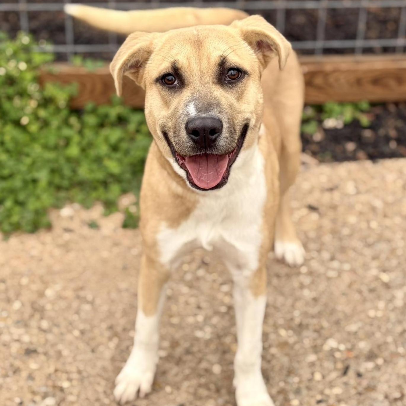 Amy Winehouse, ADOPTABLE, Puppy Female Mixed Breed.