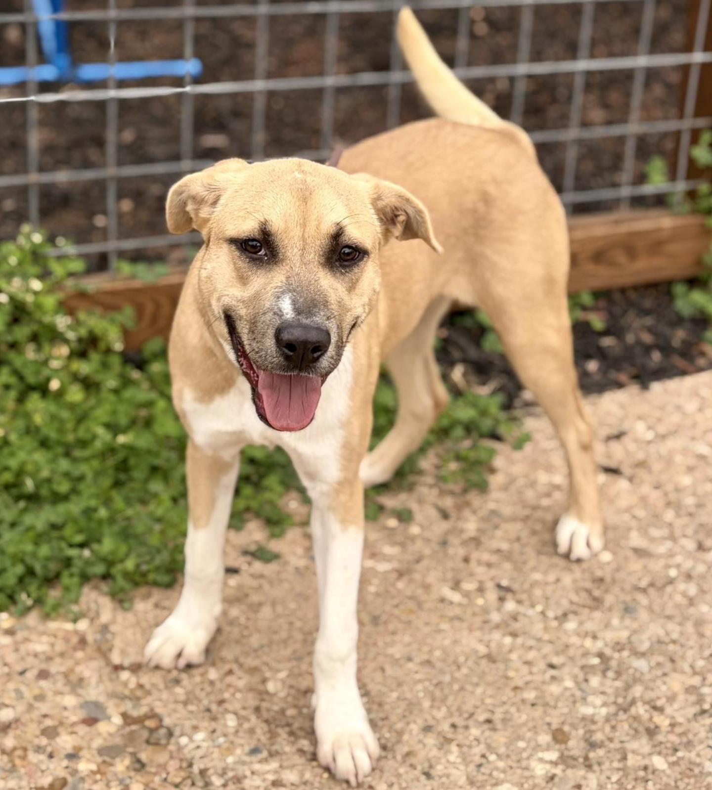 Amy Winehouse, a ADOPTABLE mixed breed in Boston, MA image 5/5