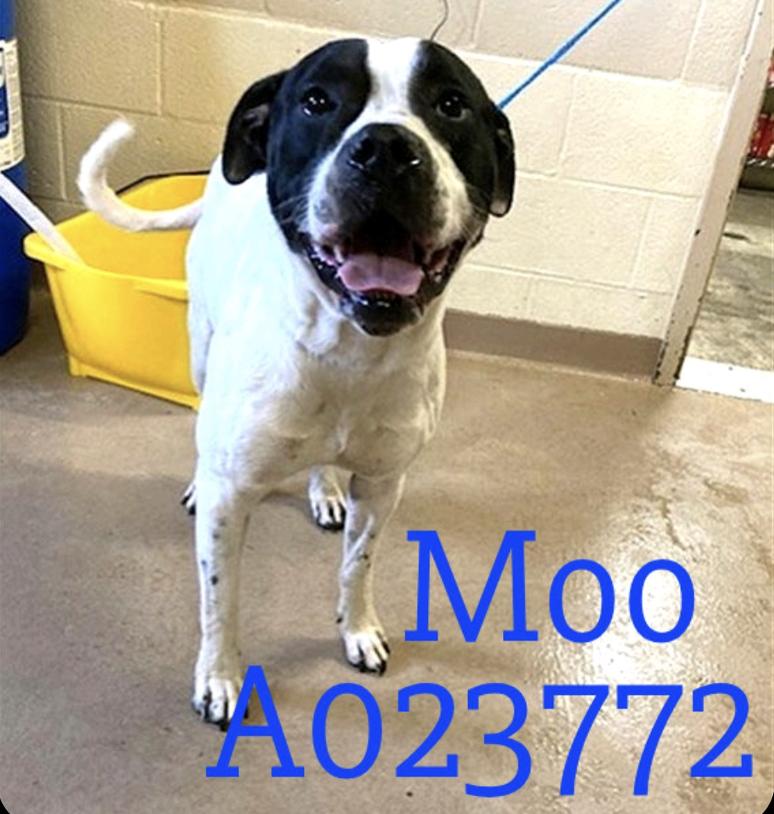 Moo 3