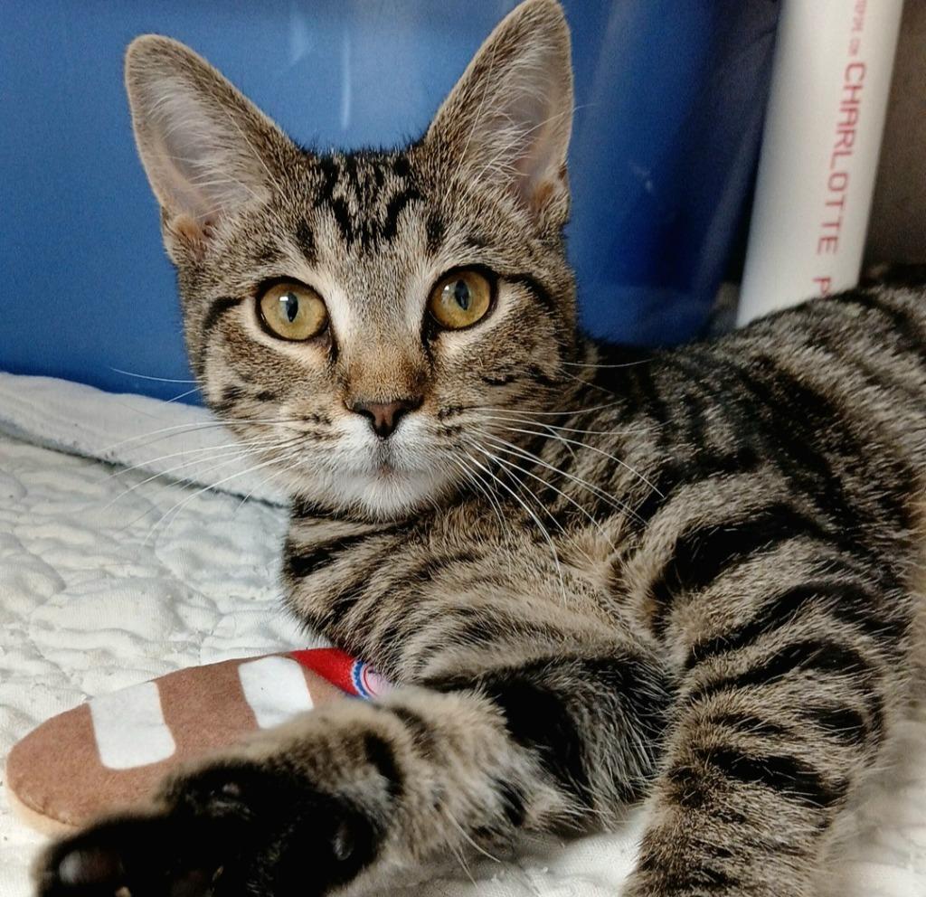 Nala, Adoptable, Young Female Domestic Short Hair.