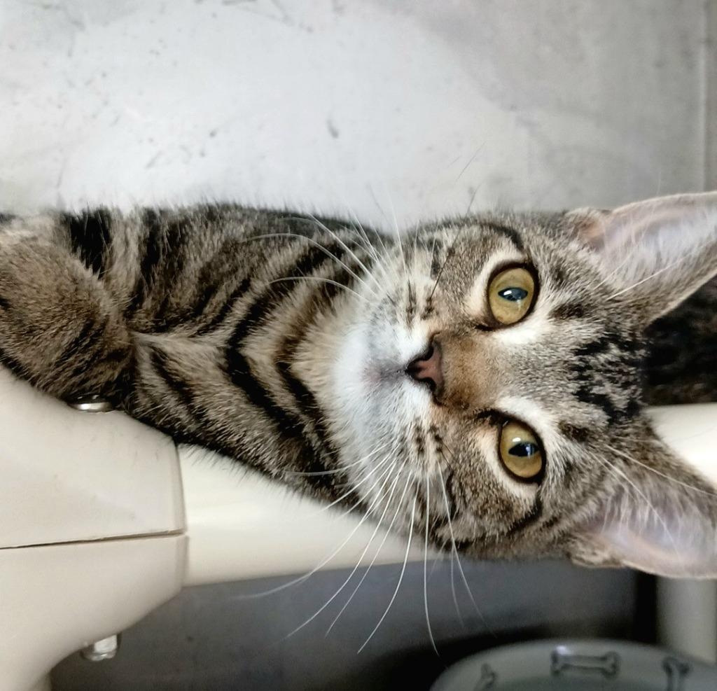 Nala, a Adoptable mixed breed in Sunrise Beach, MO image 2/4