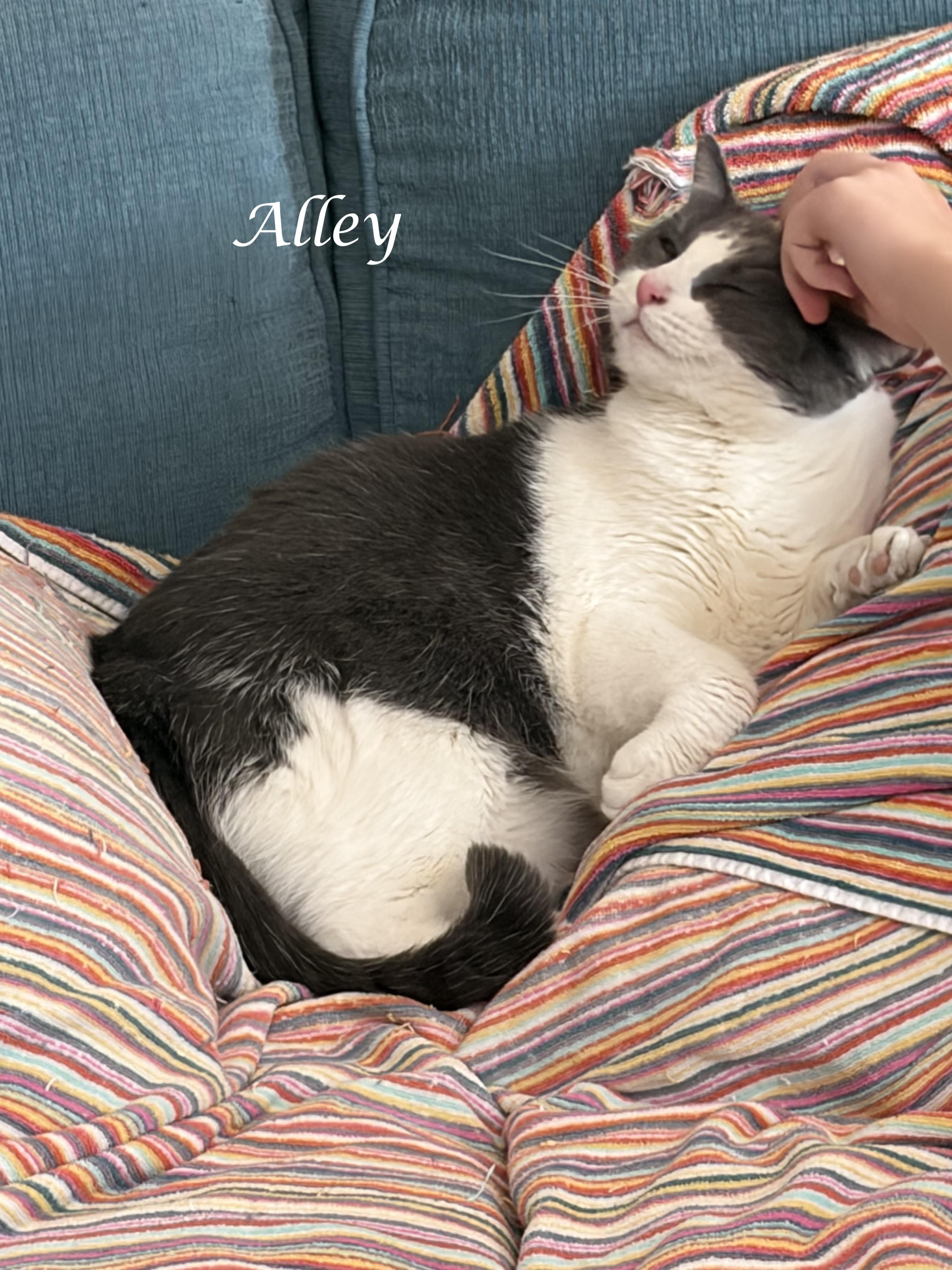 Enlarge ALLEY-shy & playful, a Adoptable Domestic Short Hair in Monrovia, CA image 4/5