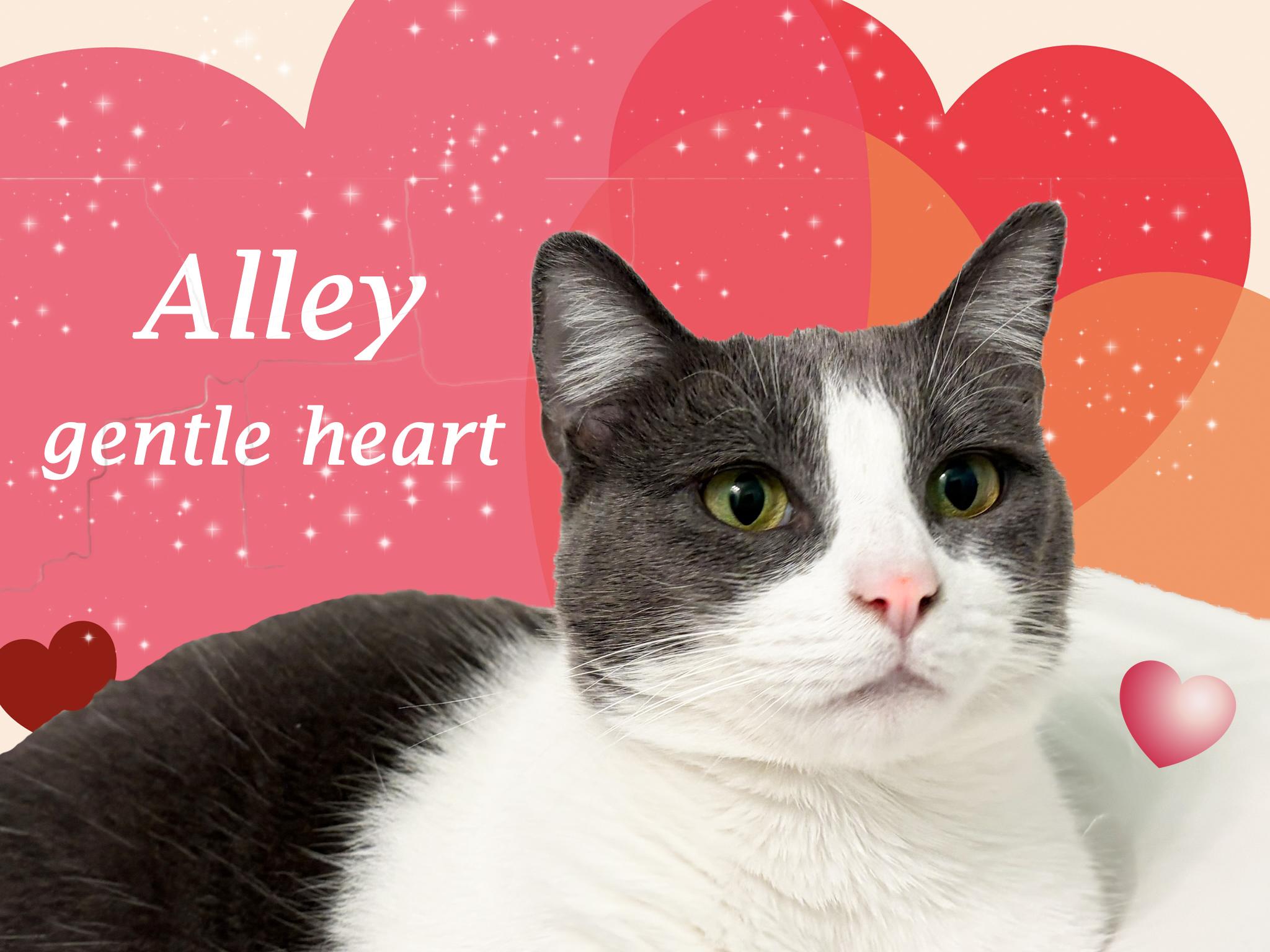 ALLEY, Adoptable, Young Female Domestic Short Hair.